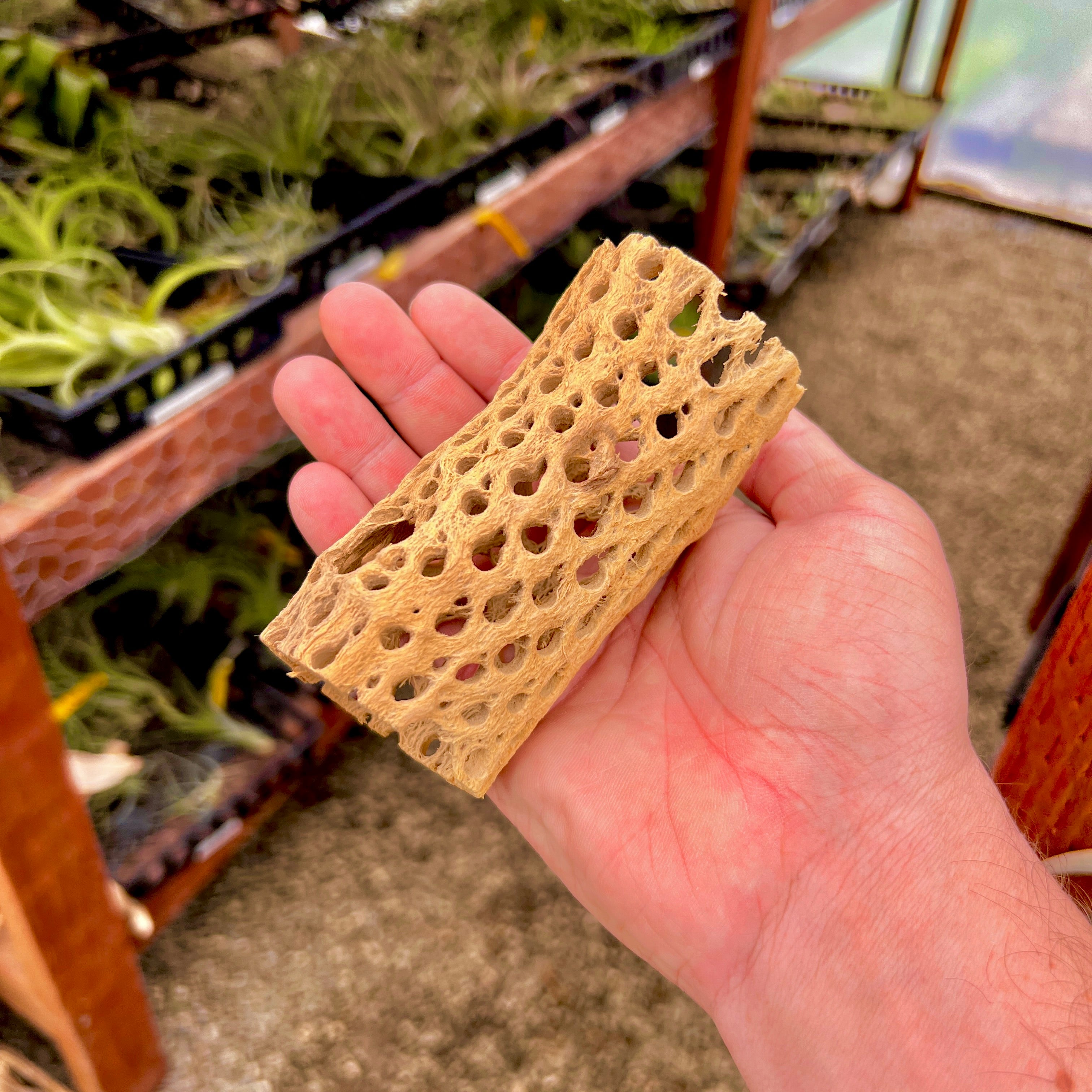 Sandblasted Cholla Wood Plant Display <br> 4" Long (Wood + Air Plant)