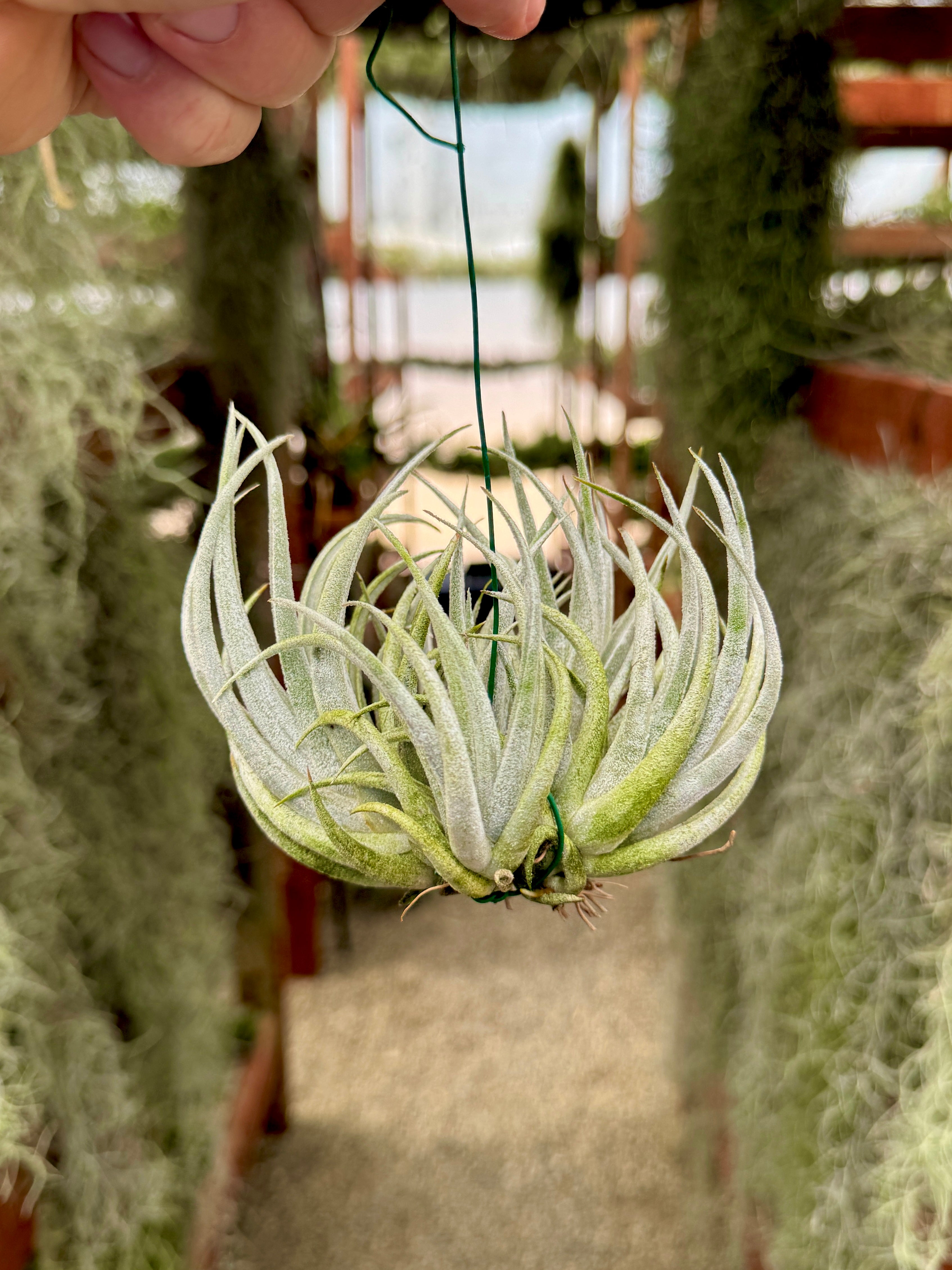 Assorted Small Hanging Air Plant Clump