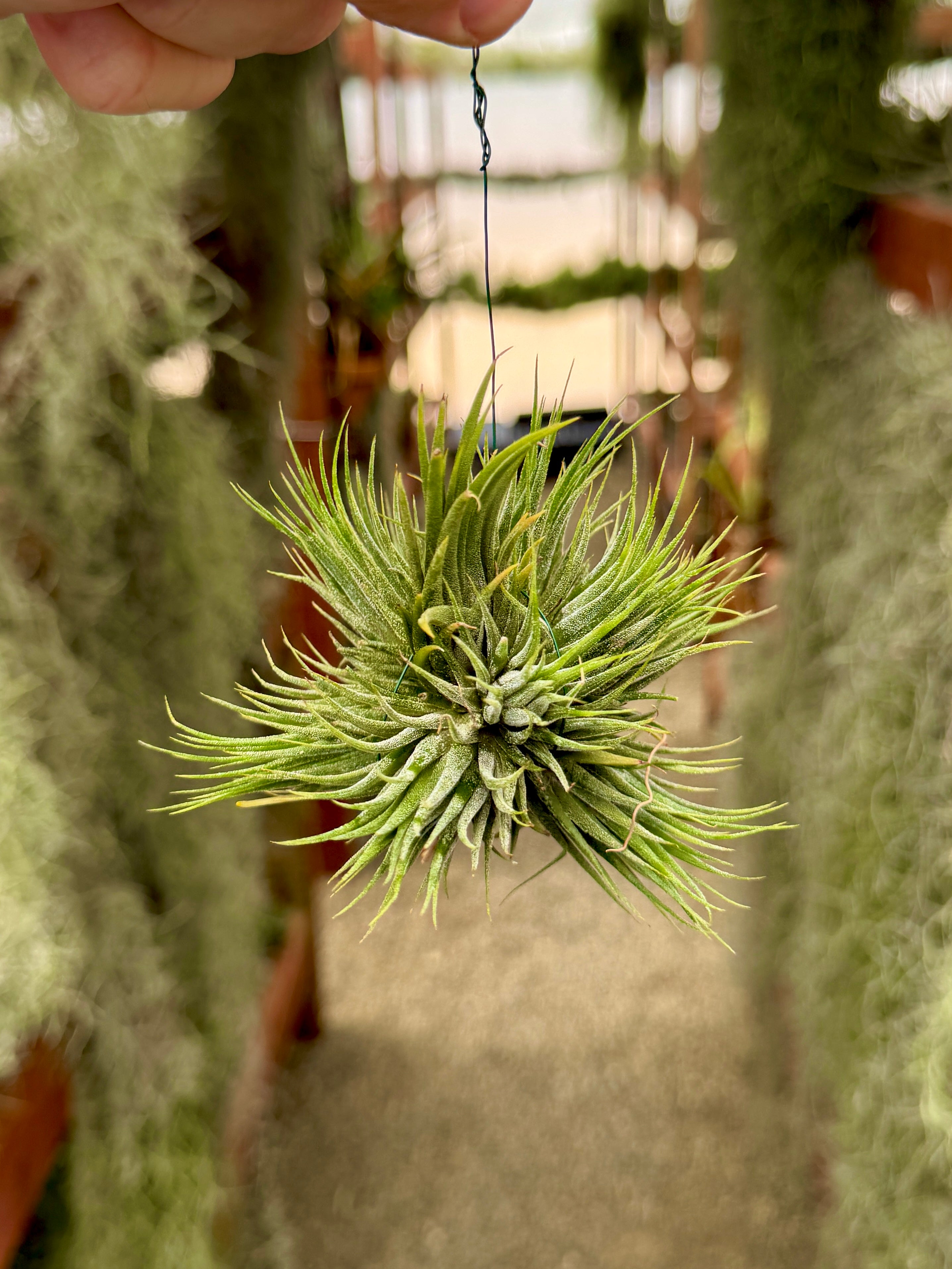 Assorted Small Hanging Air Plant Clump