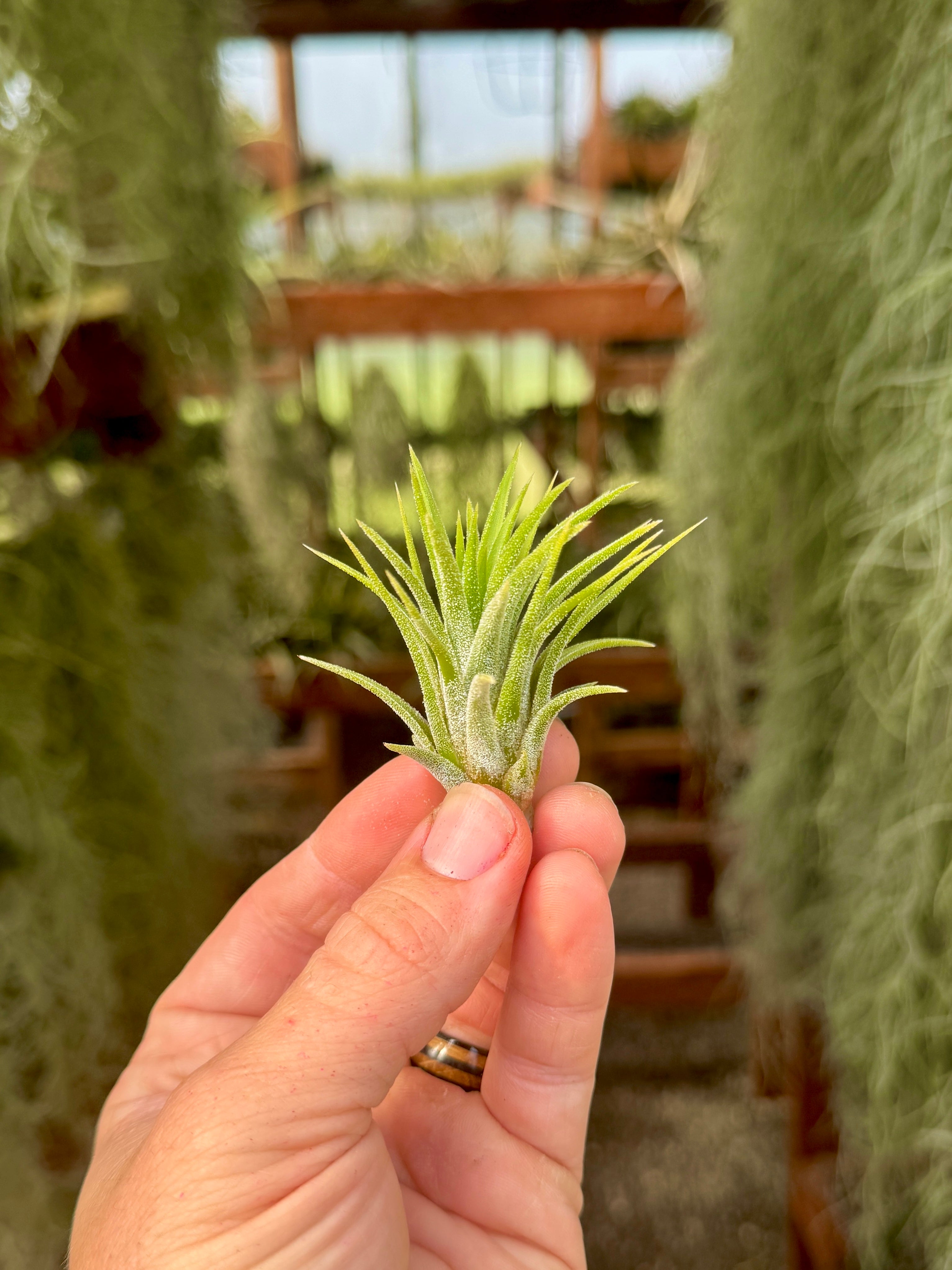 Hand holding a small blue eyed druid air plant with a blurred indoor garden background.