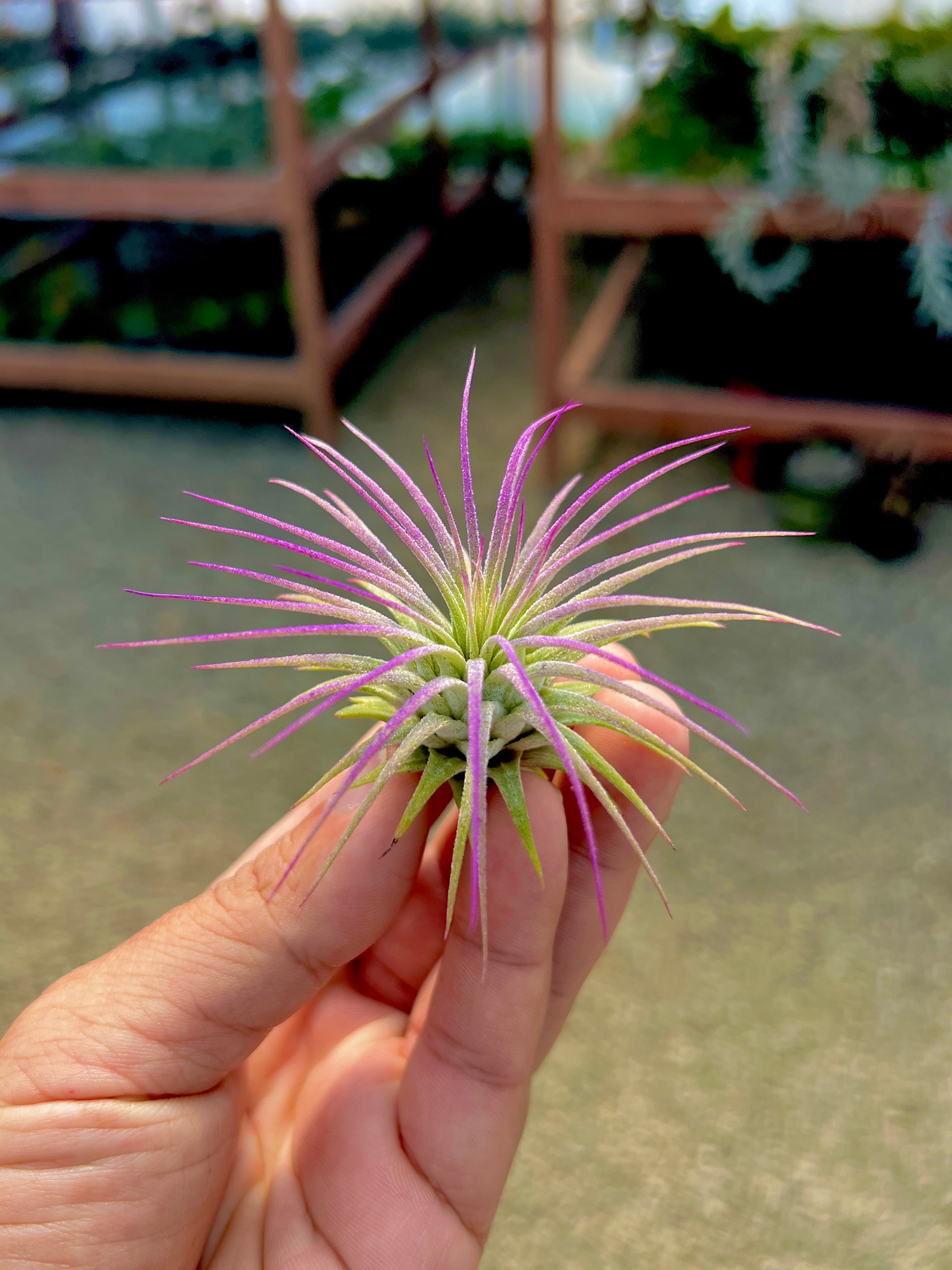 Ionantha Lavender