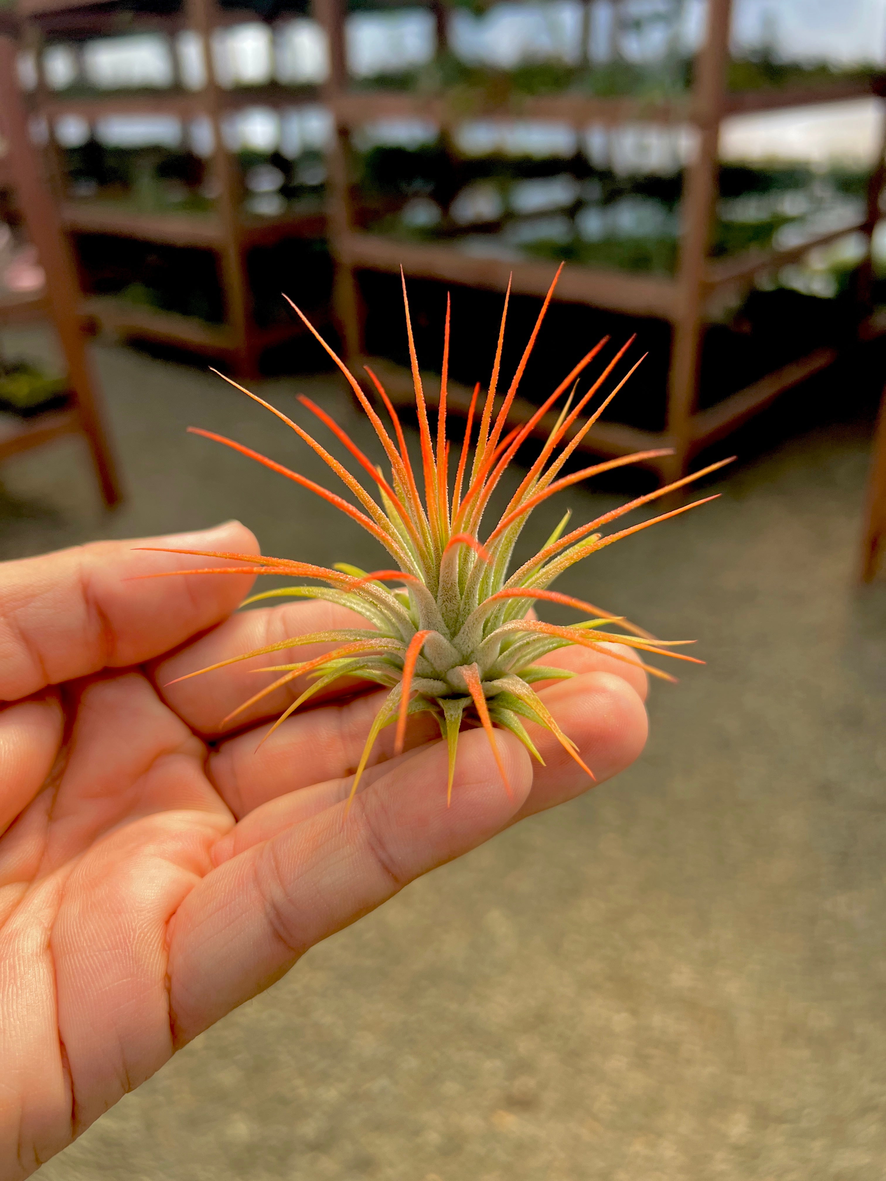 ブロメリア・エアープランツ Tillandsia ionantha Orange T'S TROPICALS Ionantha Sunset Orange – Air Plant Hub