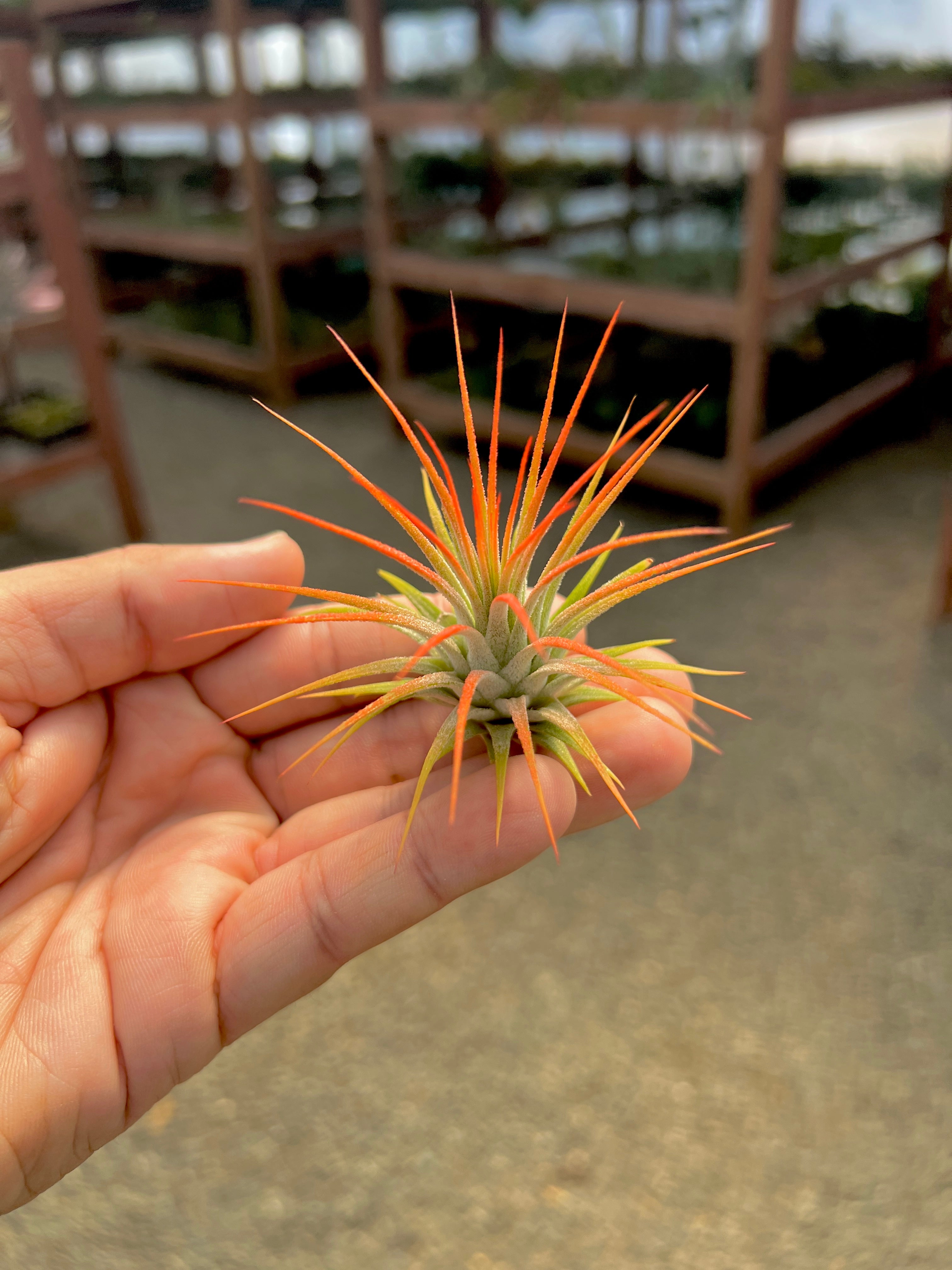 Wholesale Ionantha Sunset Orange (Minimum Order 5)