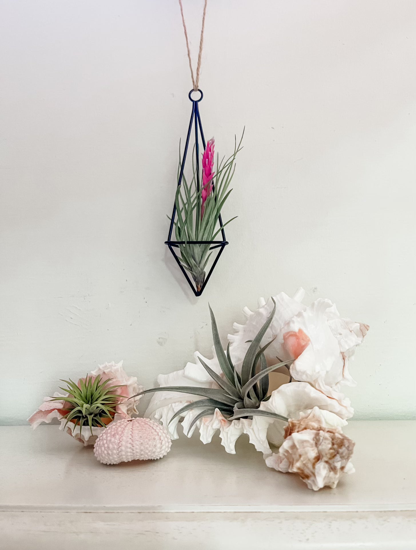 air plant geometric holder Hanging Twine Black Geometric Holders Medium (Holder + Plant)