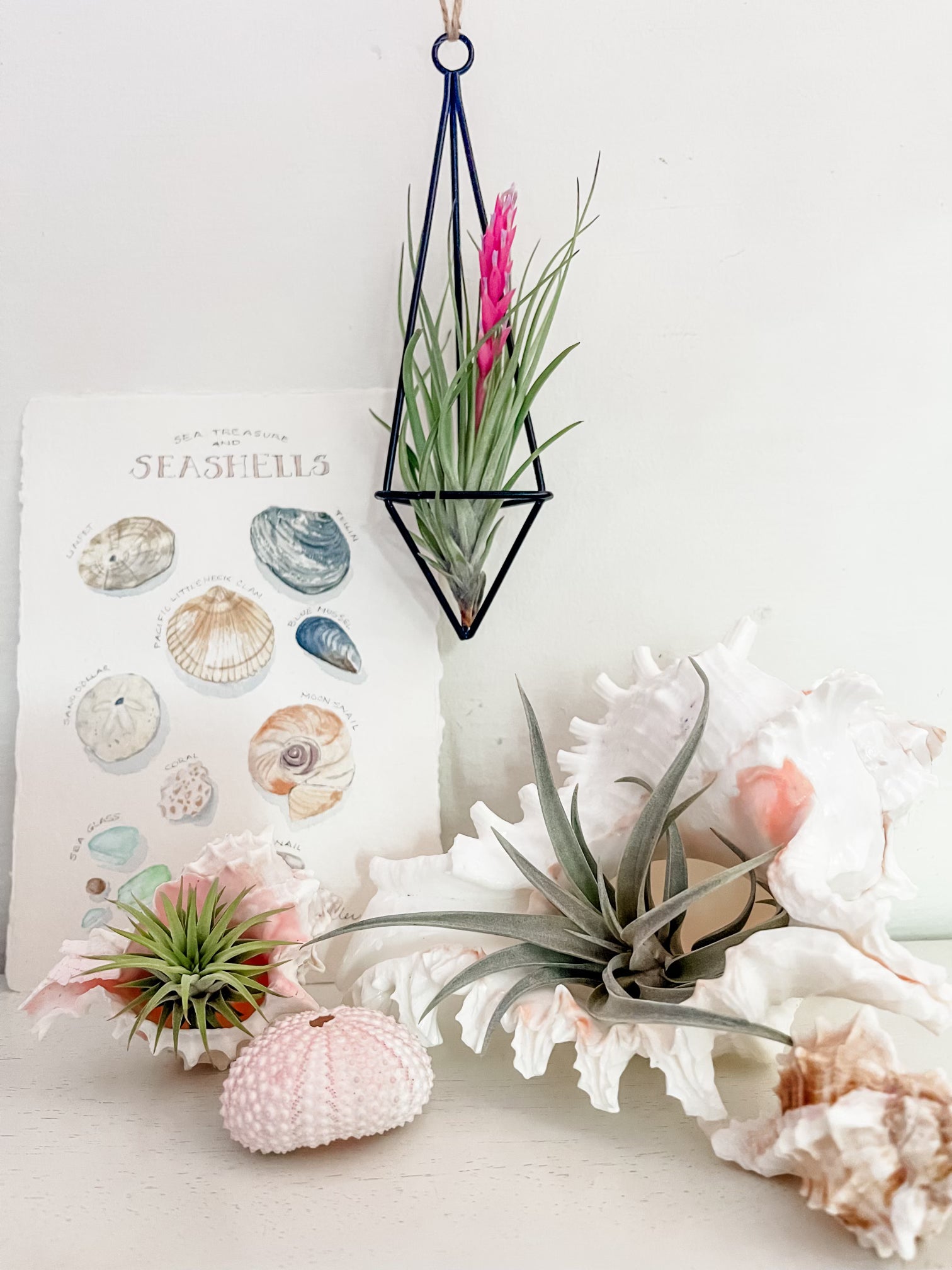 air plant wall mount Hanging Twine Black Geometric Holders Medium (Holder + Plant)