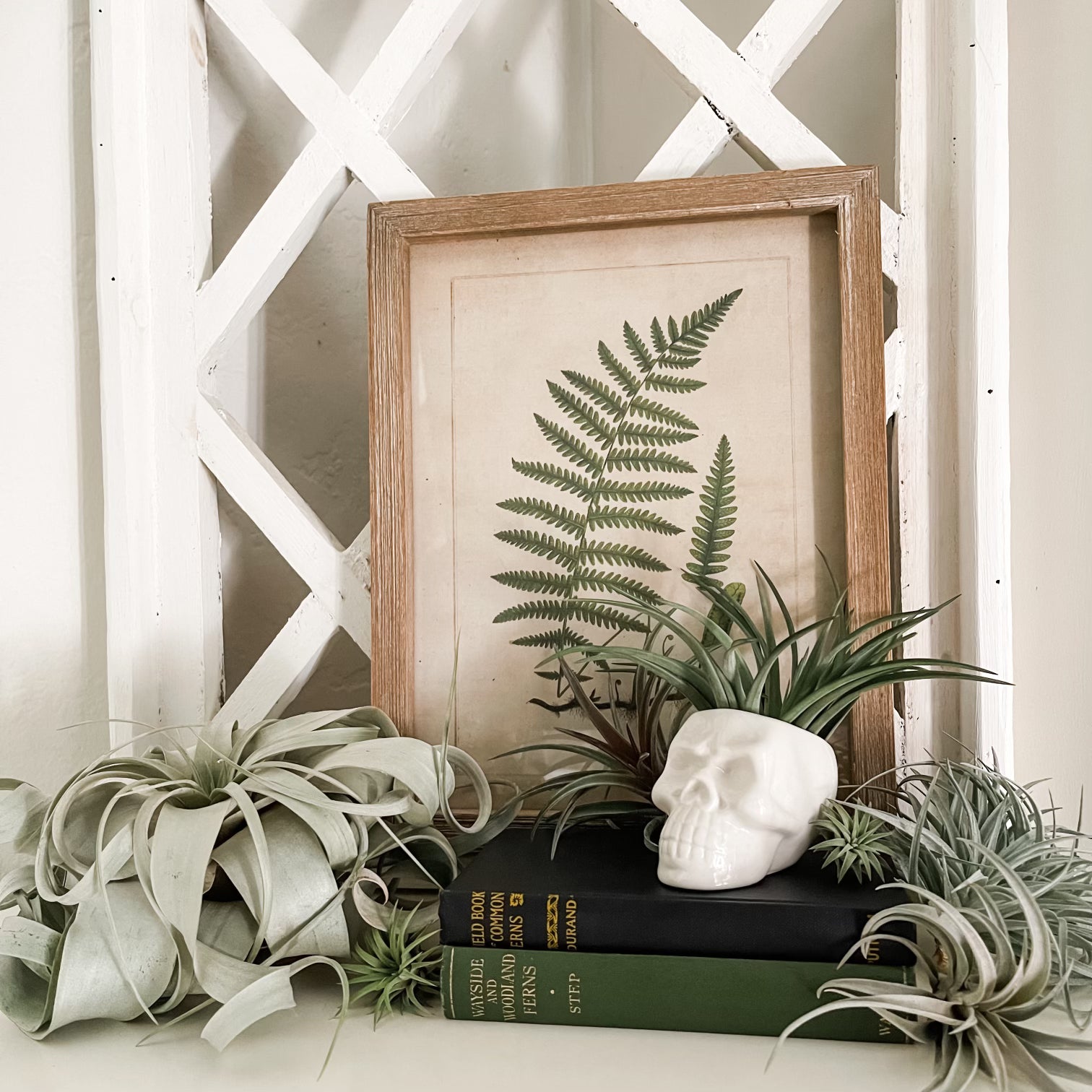 snowman air plant holder White Skull Ceramic Air Plant Holder (Holder Only)