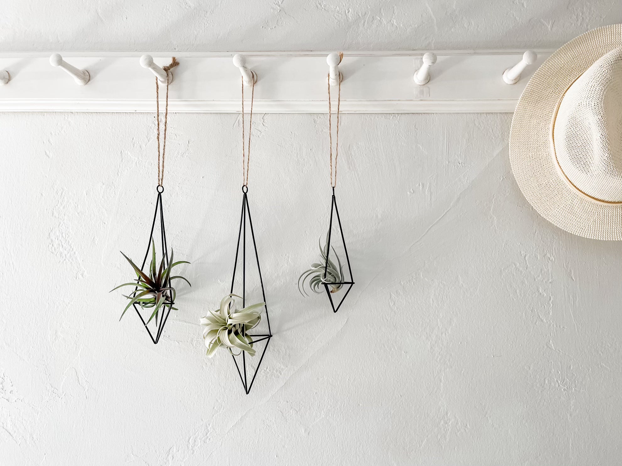 air plant wall hooks Hanging Twine Black Geometric Holders Medium (Holder + Plant)