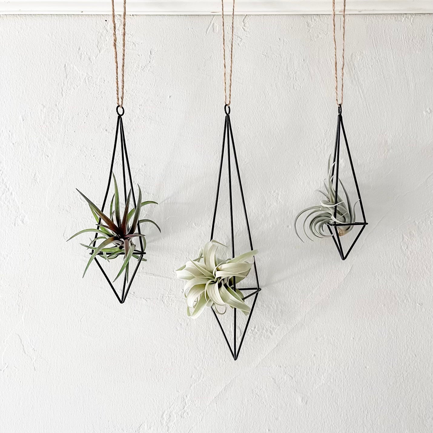 black hanging plant holder Hanging Twine Black Geometric Holders Medium (Holder + Plant)