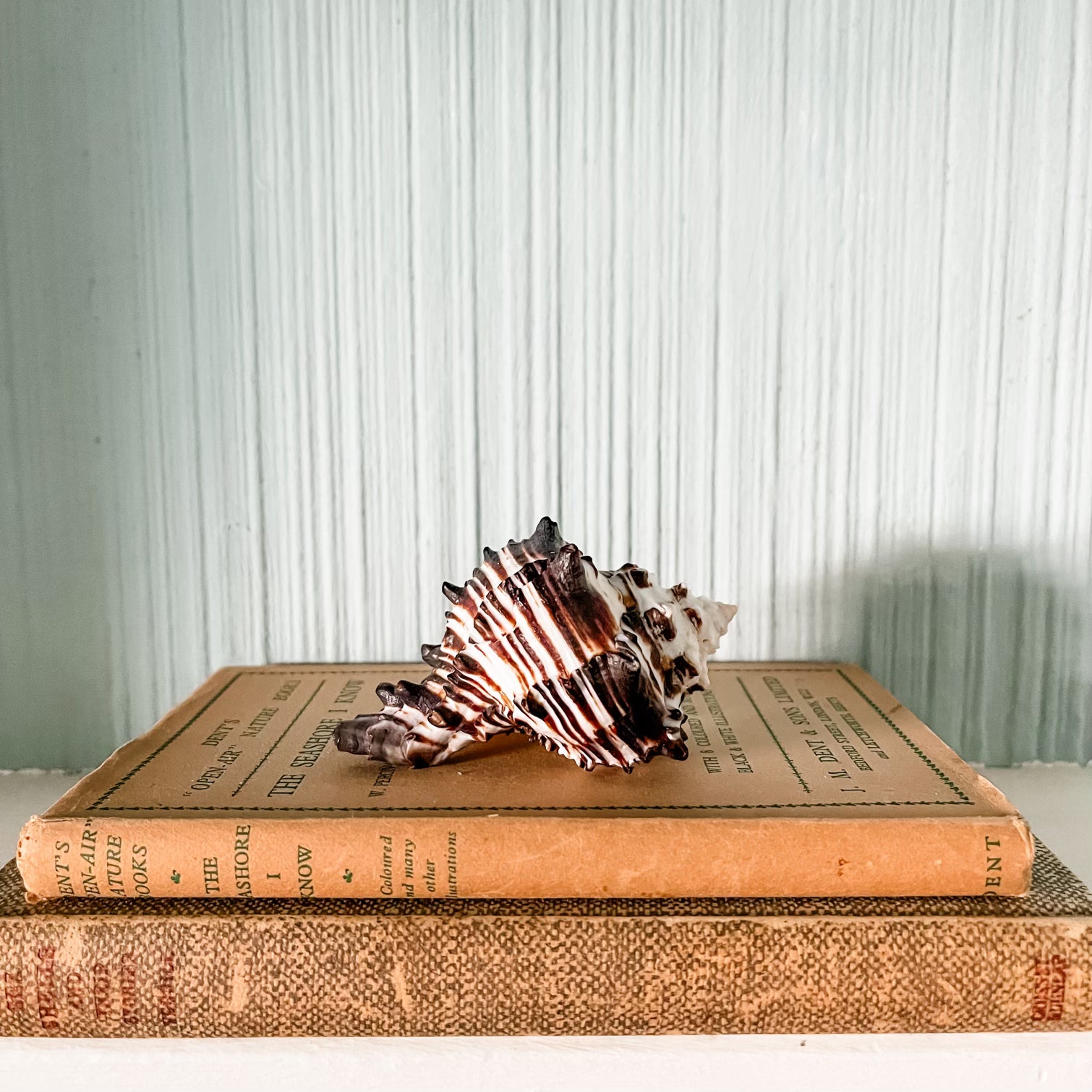 air plant book Zebra Murex Shell Regular + Air Plant
