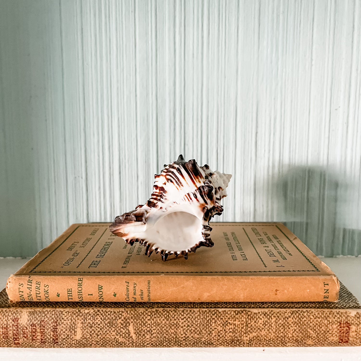 Zebra Murex Shell Regular – Air Plant Hub Zebra Murex Shell Regular – Air Plant Hub