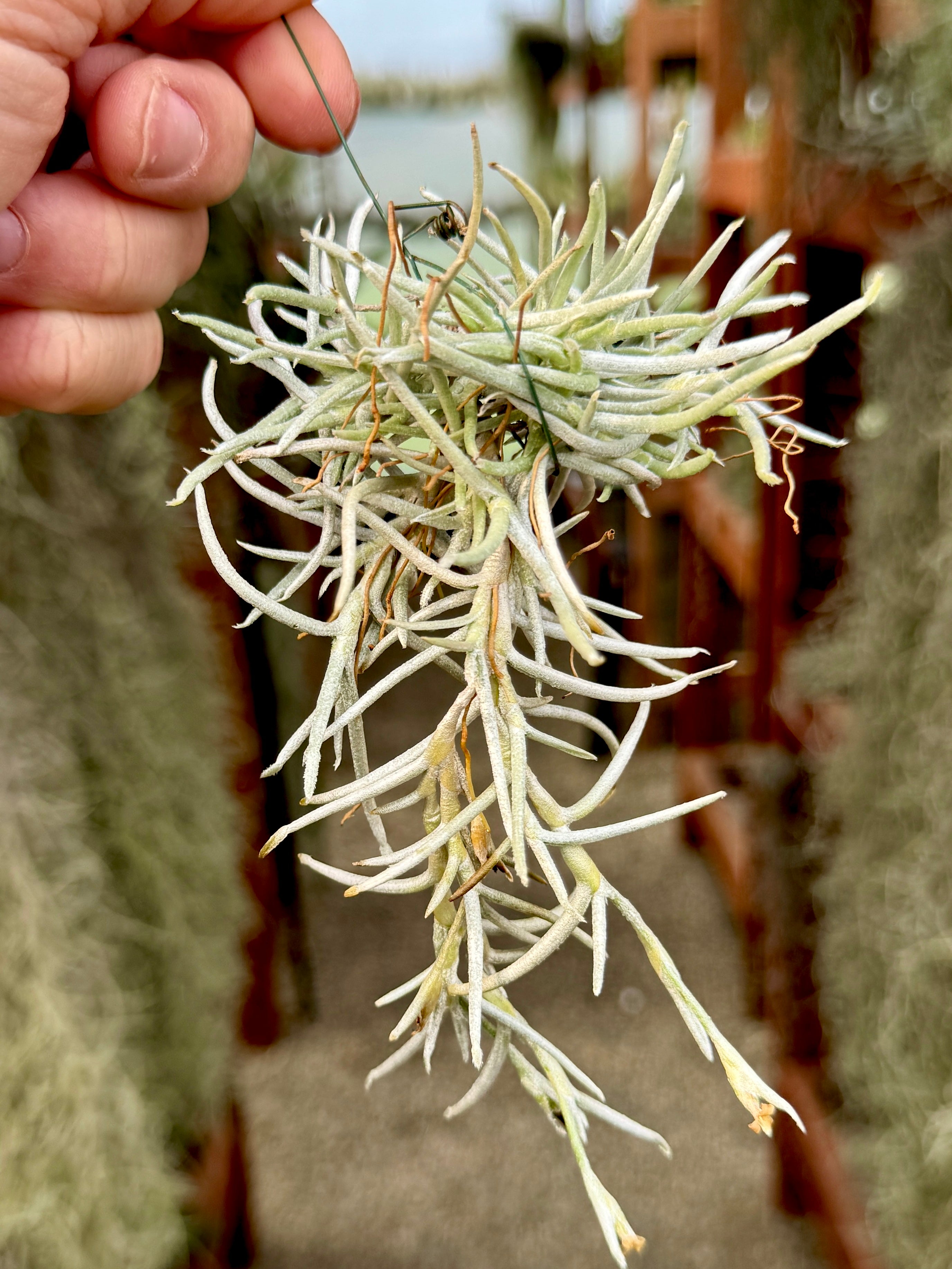 趣味・スポーツ・実用 Tillandsia II Paul T. Isley III 送料無料】Tillandsia II by Paul T. Isley III 〔Picture book