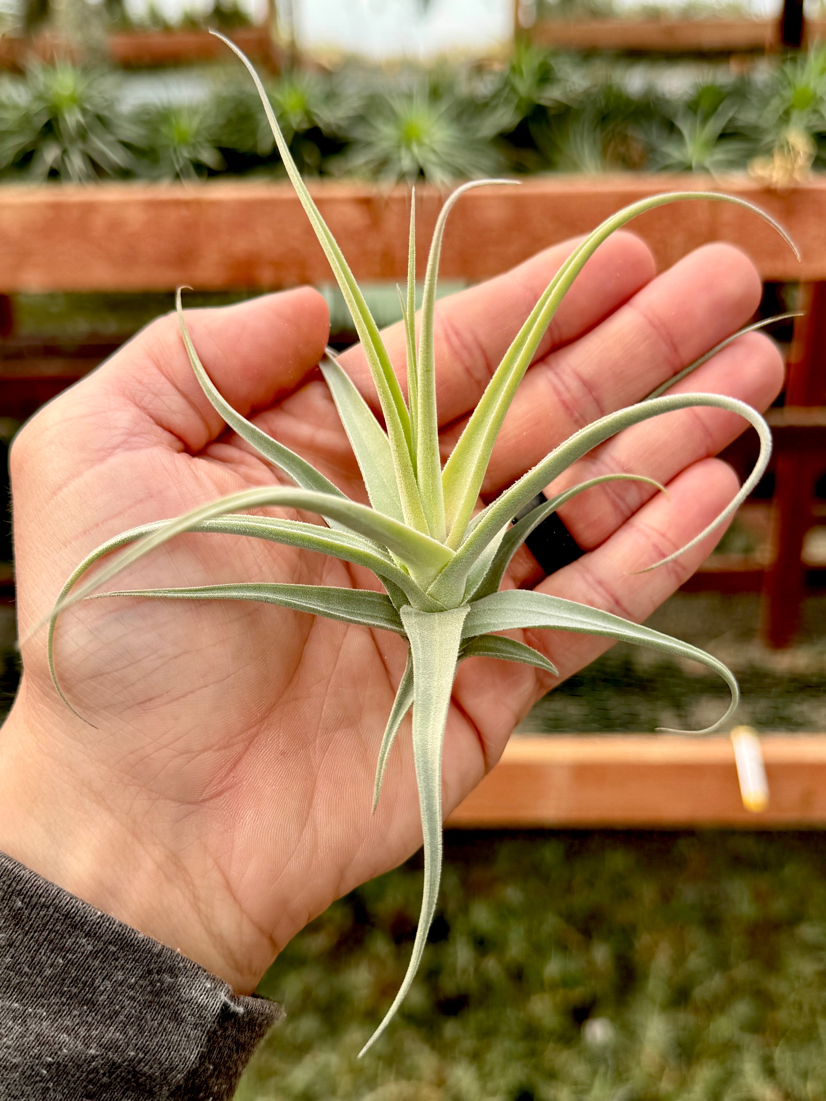 streptocarpa air plant Streptocarpa Mini X