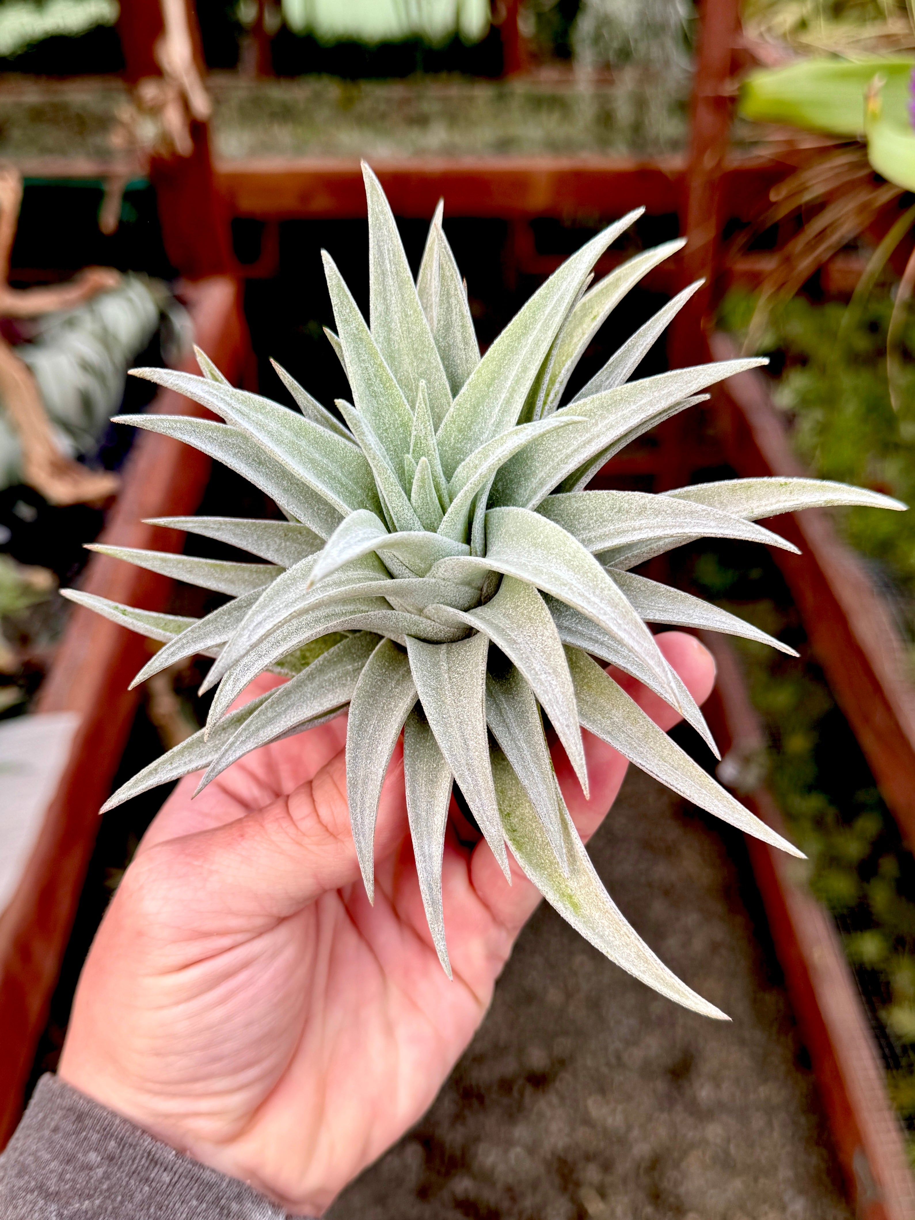 Hondurensis <br> (APH TOP PICK!)