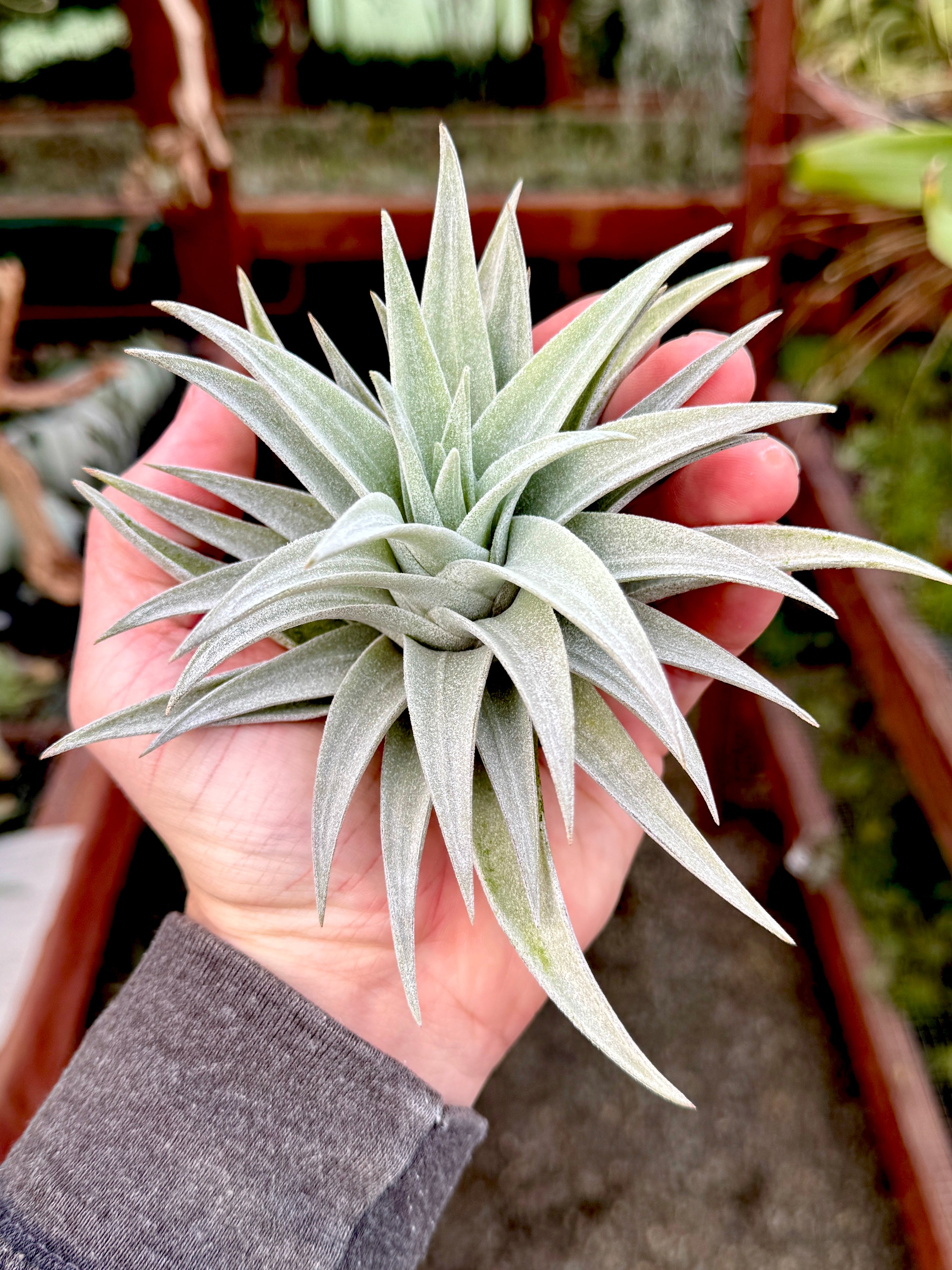 Hondurensis <br> (APH TOP PICK!)