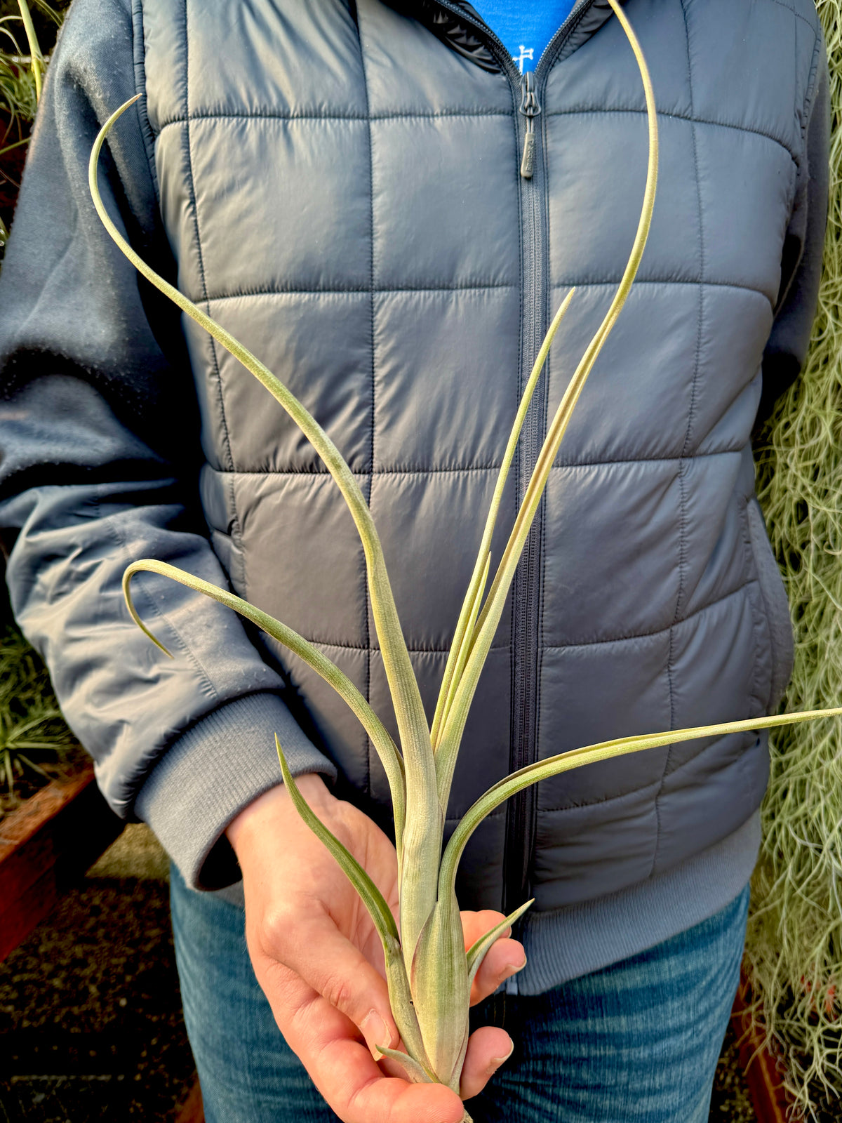 Offset Chain Collection Intermedia Giant (Forms Offset Chains) – Air Plant Hub