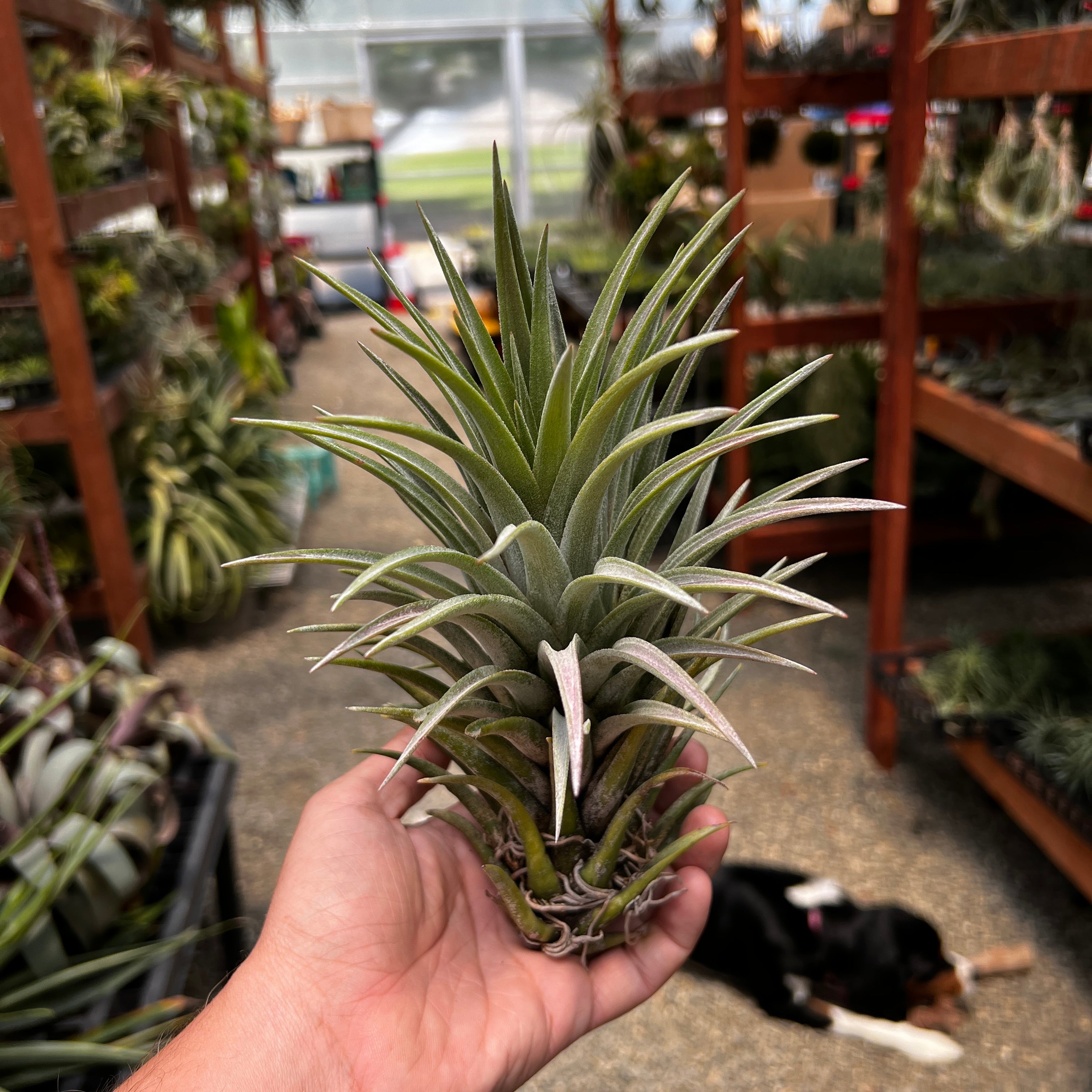 Chiapensis x Mitlaensis XL <br> (RARE Large Hybrid)