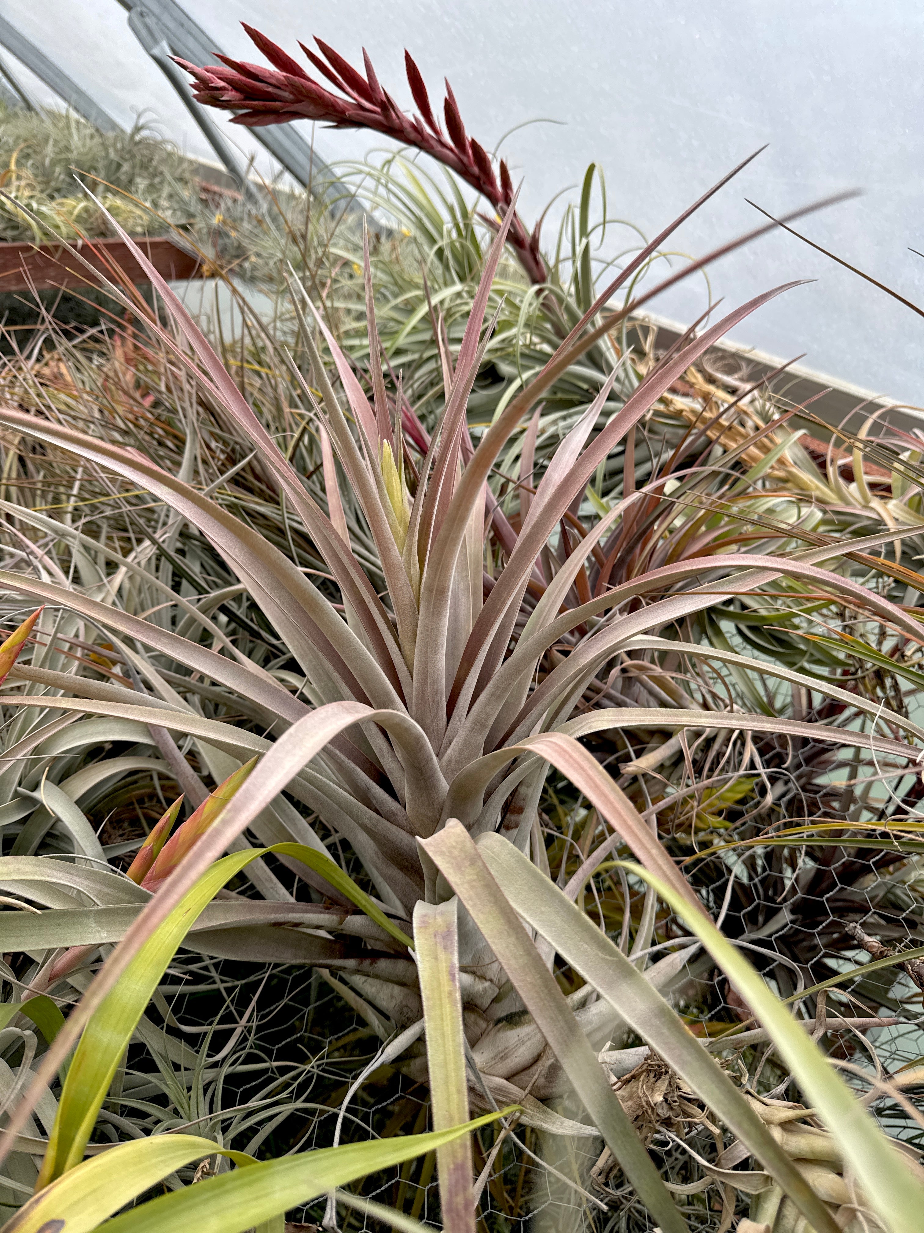 コレクターズスペシャル(2018/11/23更新) – Air Plant Hub
