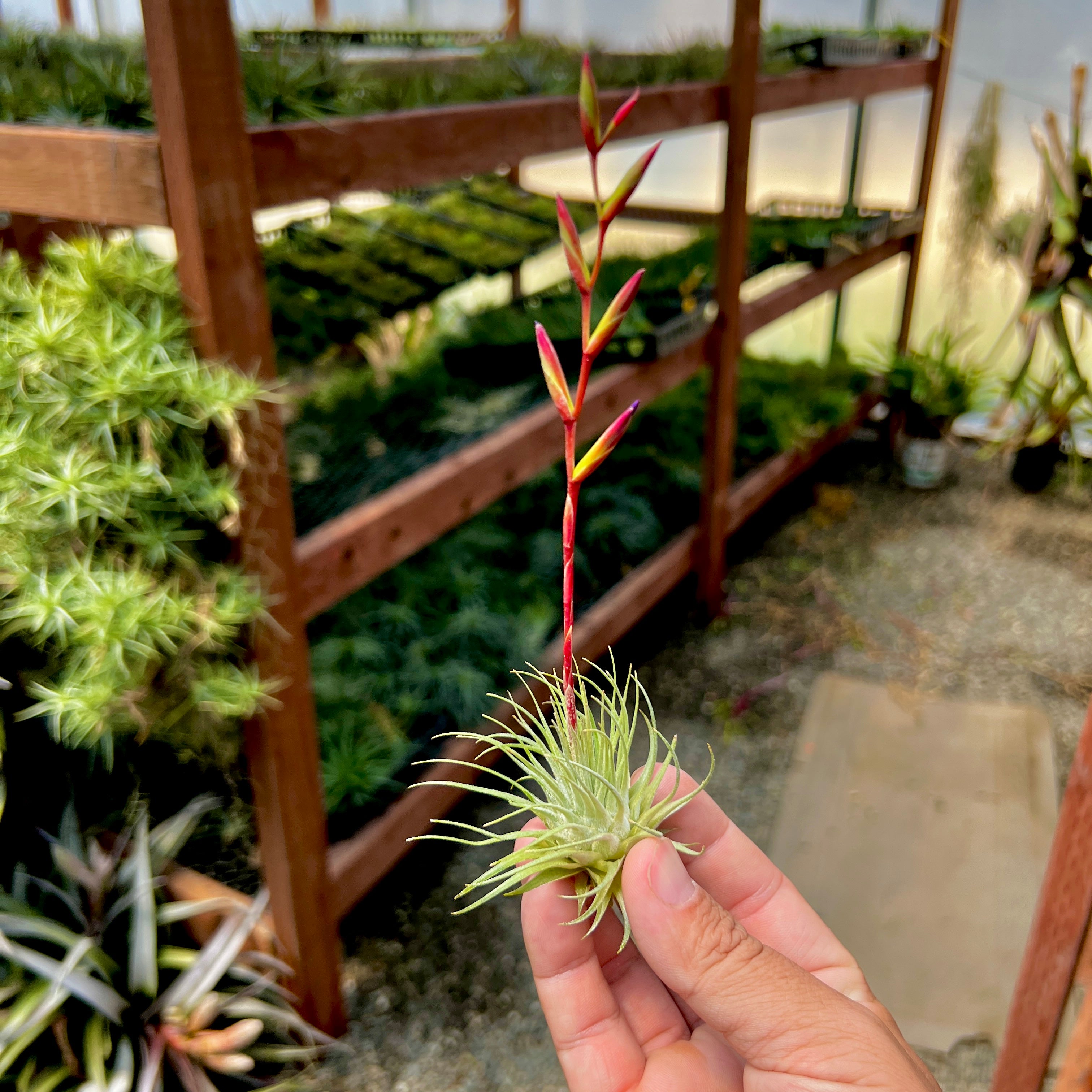 fuchsii air plant Fuchsii var Fuchsii Medium