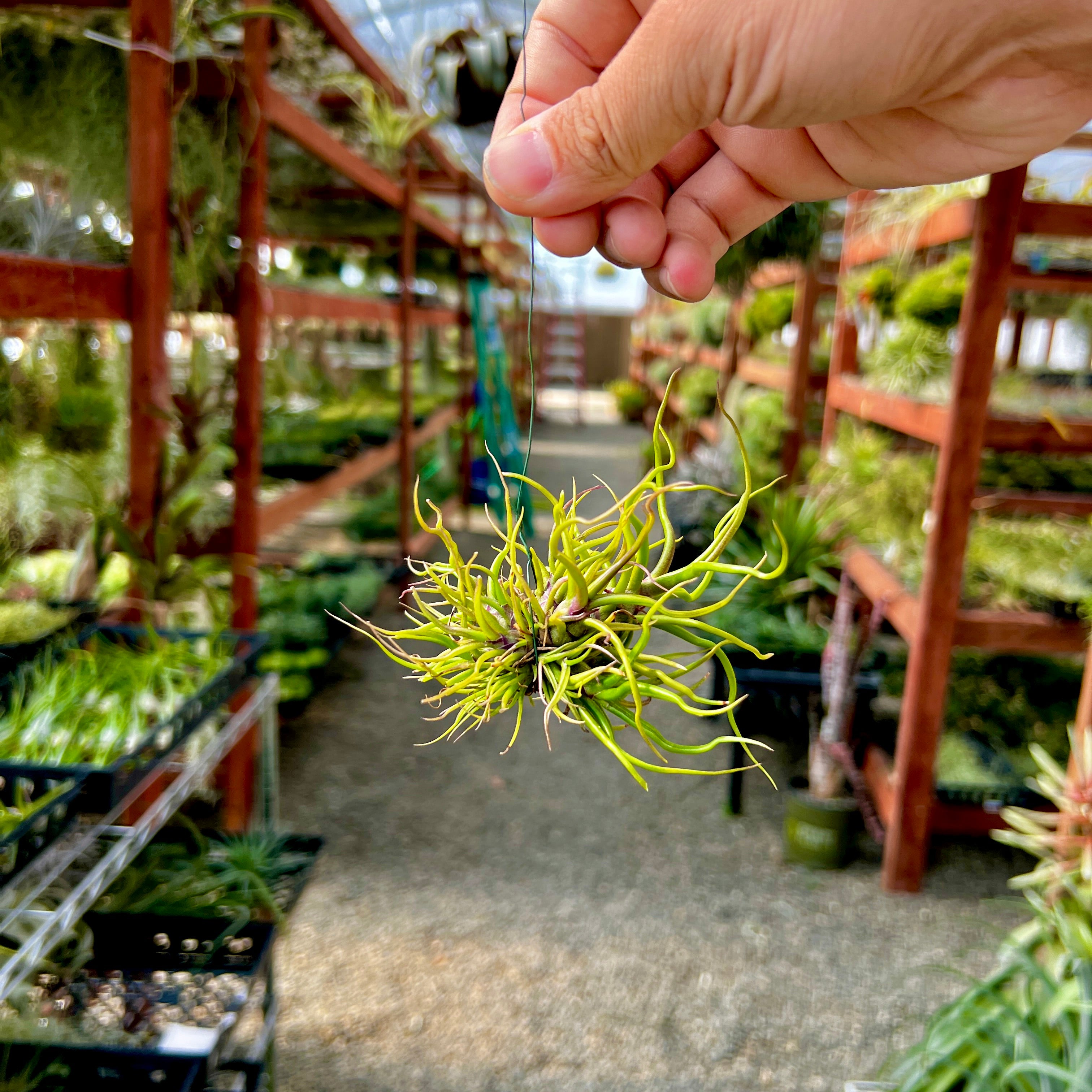 brazilian hanging plant Bulbosa Brazil Hanging Clump – Air Plant Hub