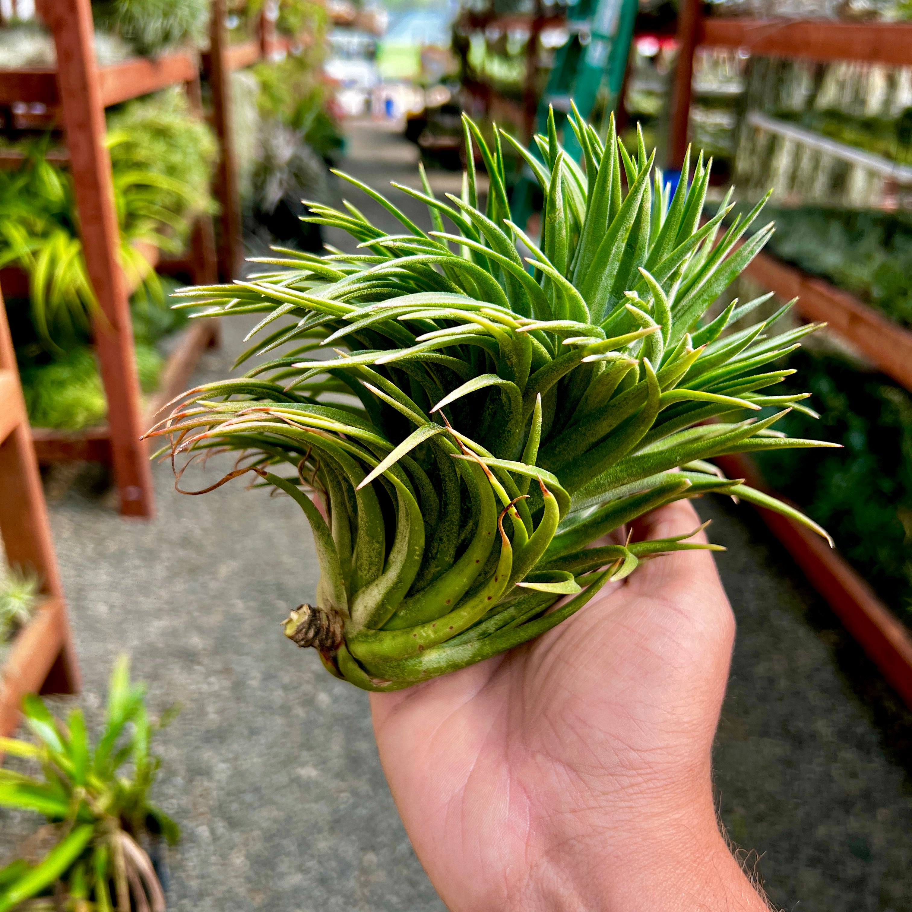 Crested Ionantha ‘Mad Max’ <br> (T.I.)