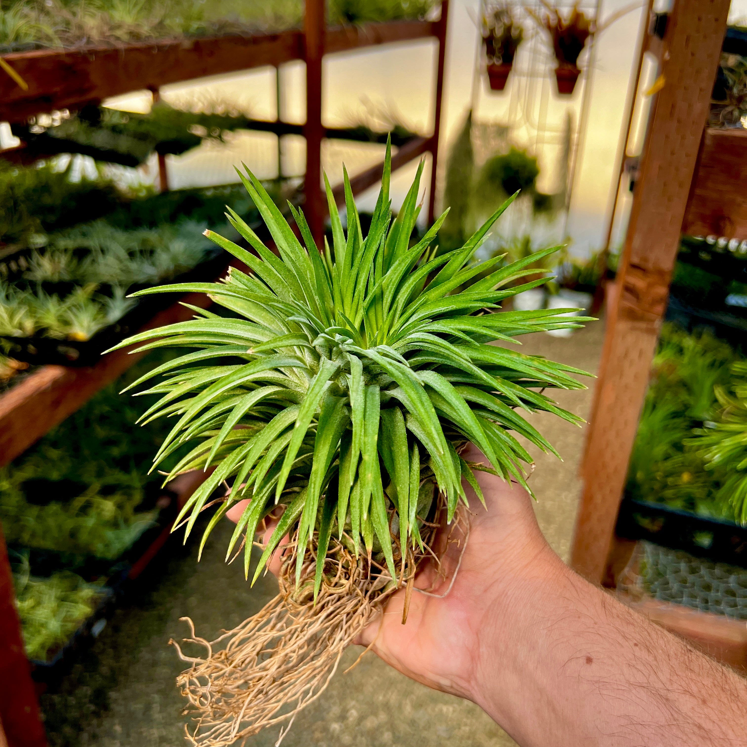 Crested Ionantha ‘Mad Max’ <br> (T.I.)