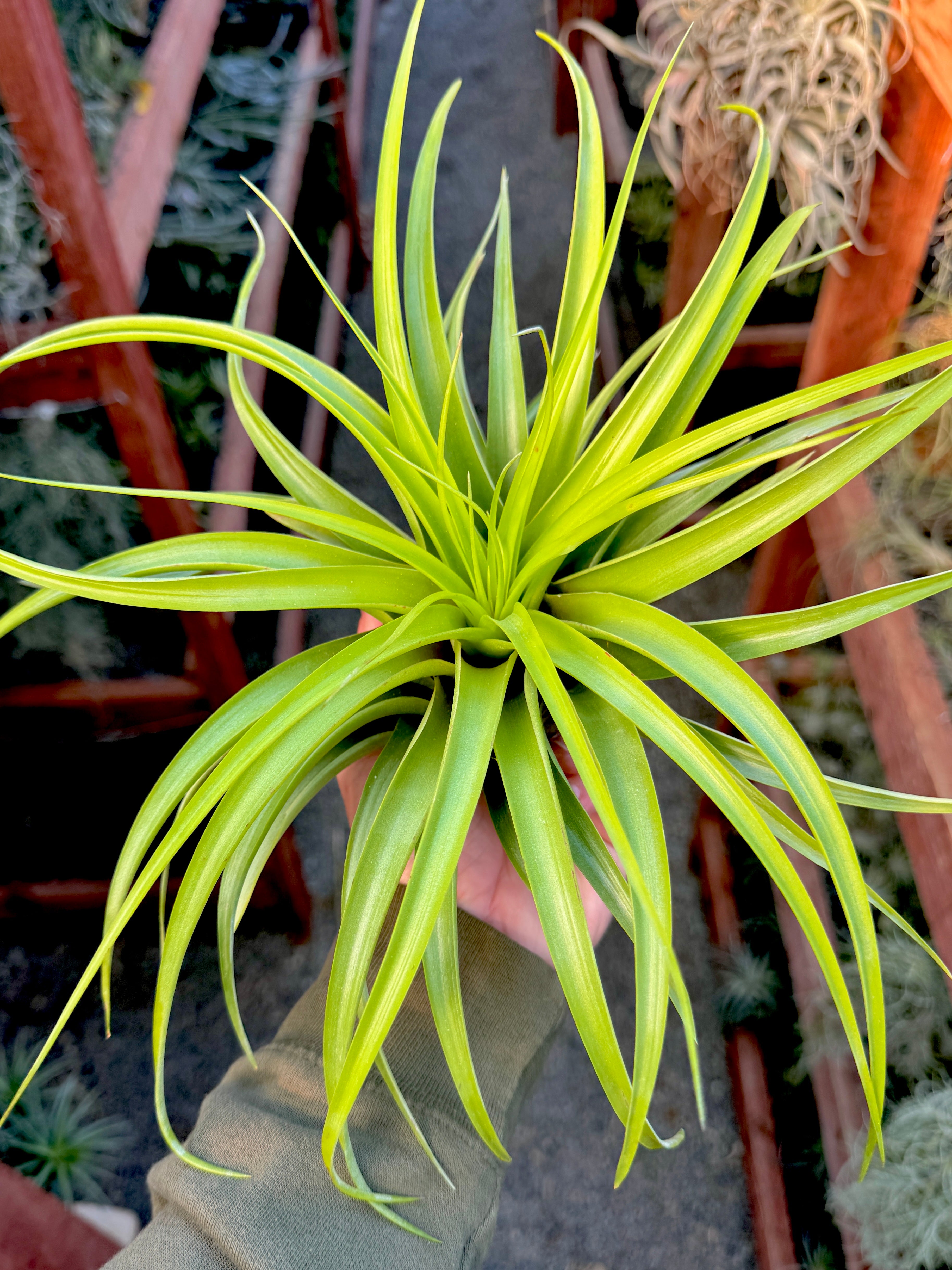 注目のエアプランツ – Air Plant Hub