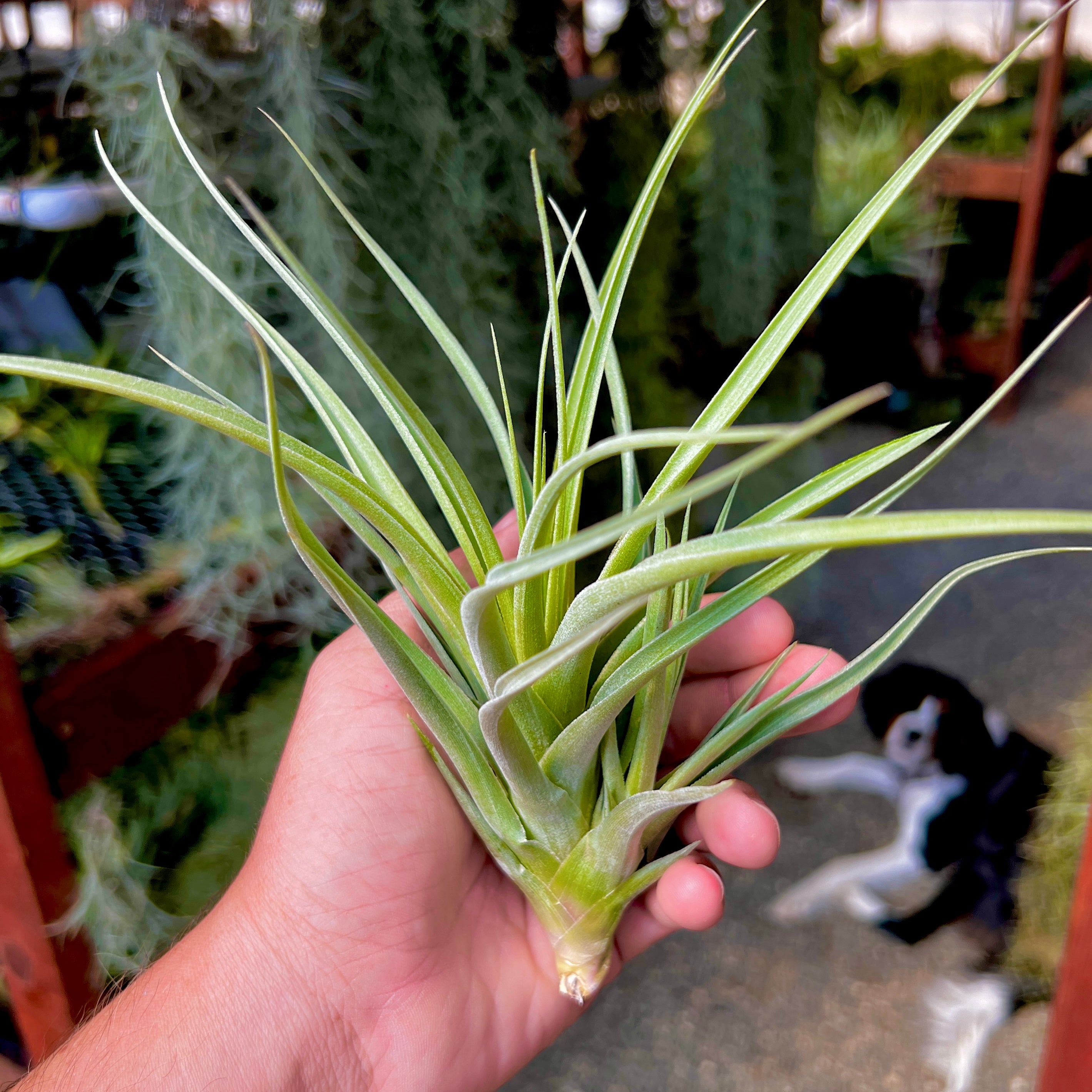 Duratii x Gardneri – Air Plant Hub