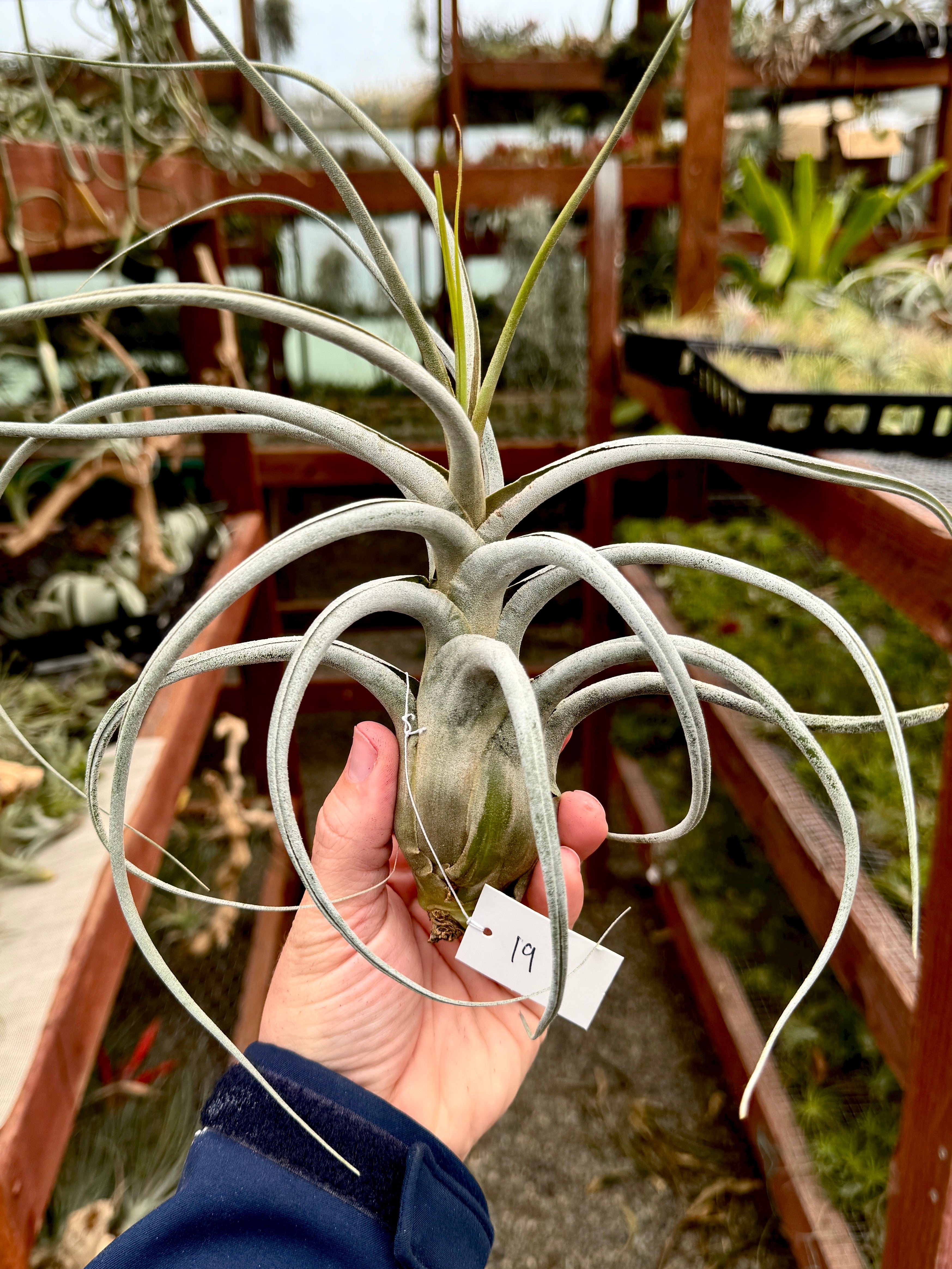 ehlersiana air plant Ehlersiana Giant Clone (Receive The Exact Plant You Choose!)