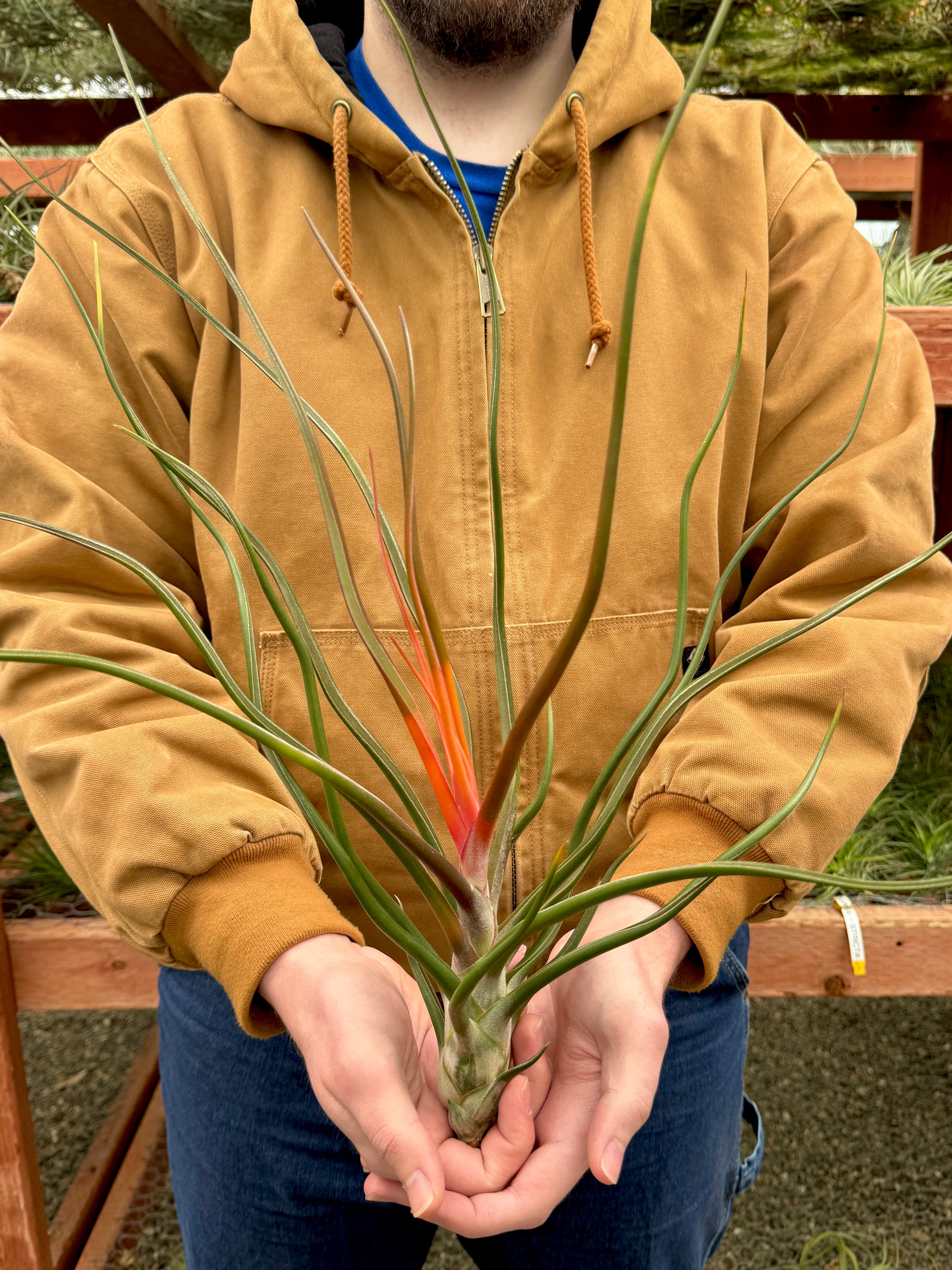 ブルボーサ・ジャイアント – Air Plant Hub
