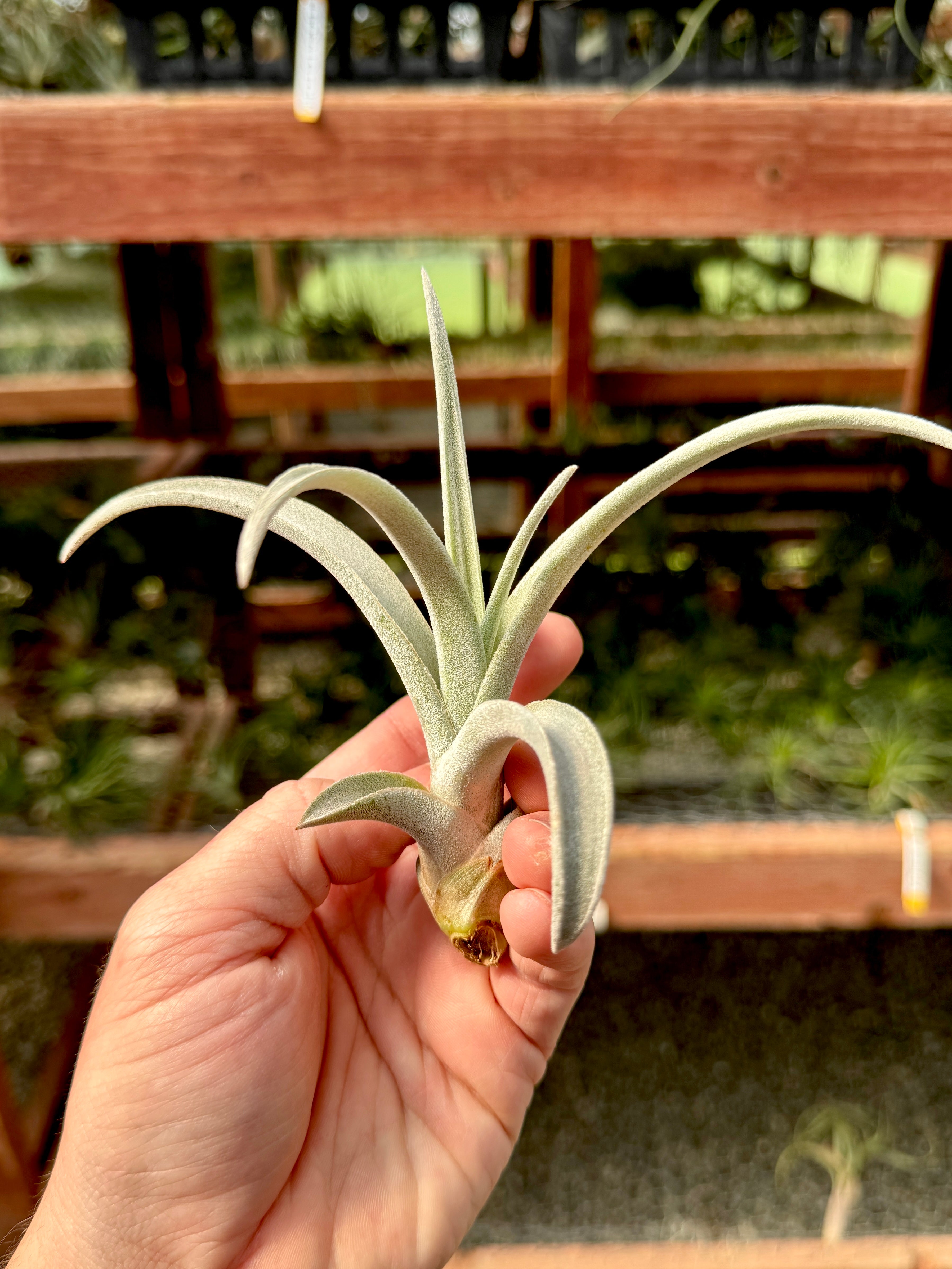 Chiapensis Giant Form Offset *SALE!*