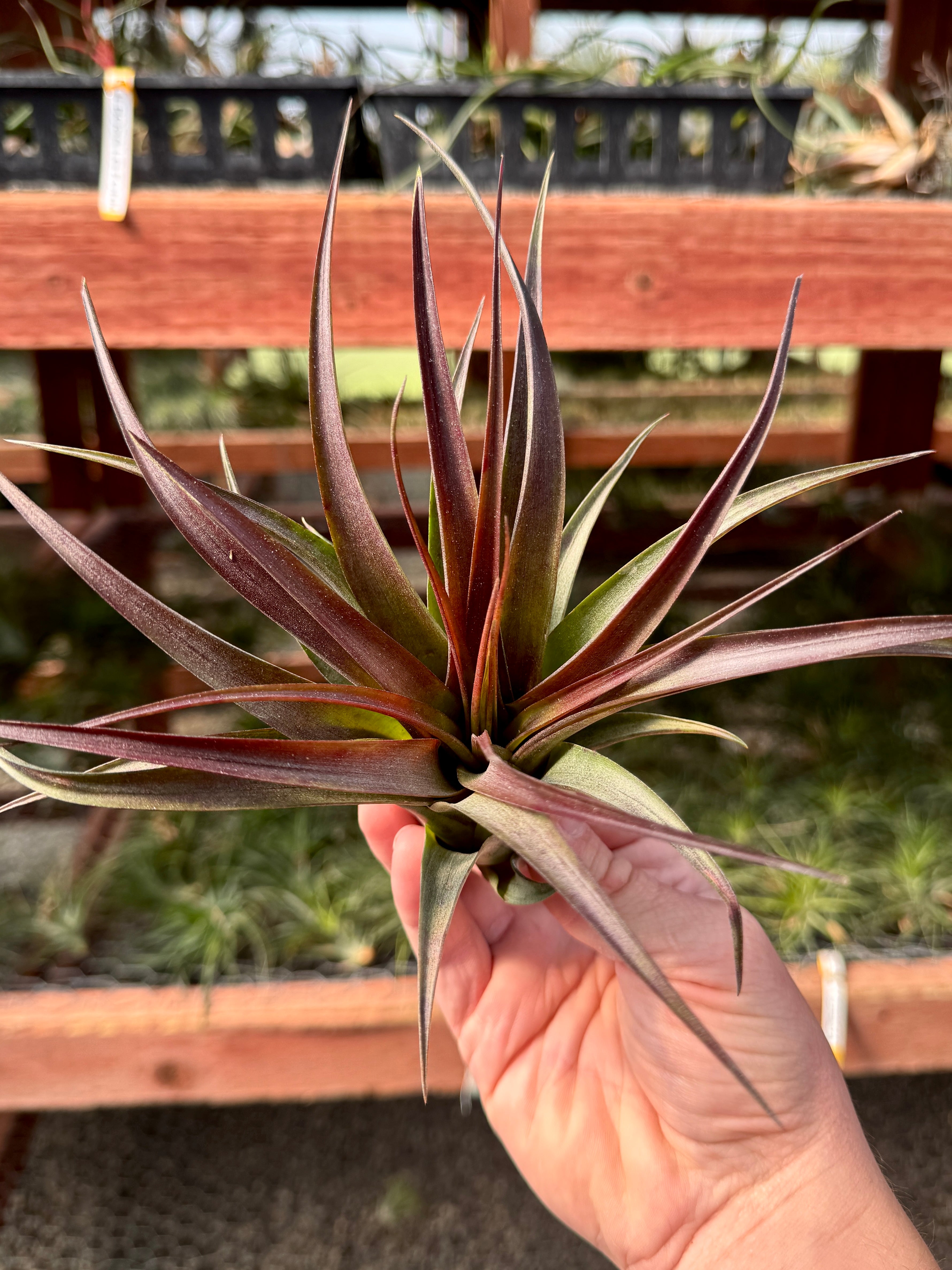コレクターズスペシャル(2018/11/23更新) – Air Plant Hub