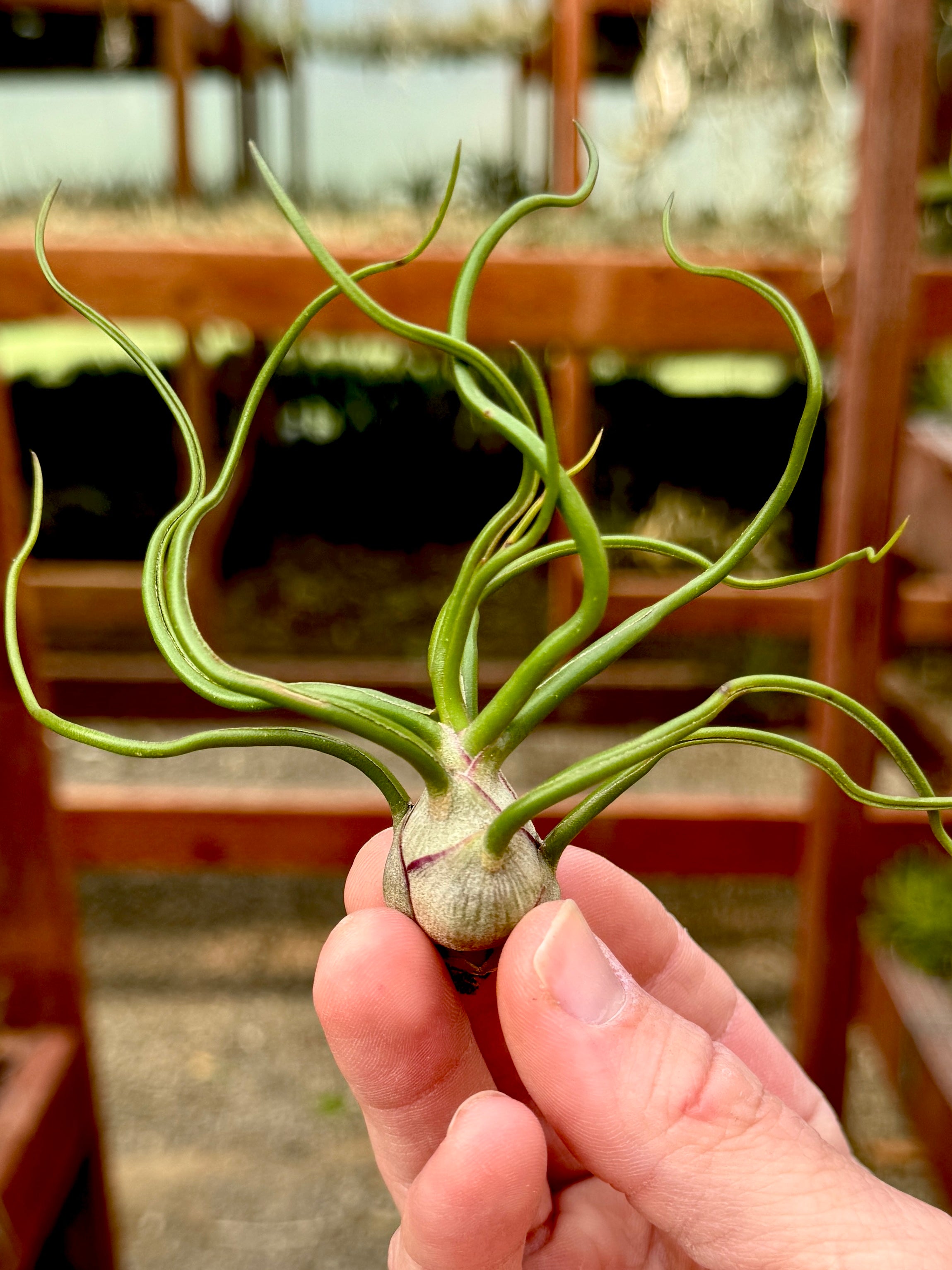 Bulbosa – Air Plant Hub