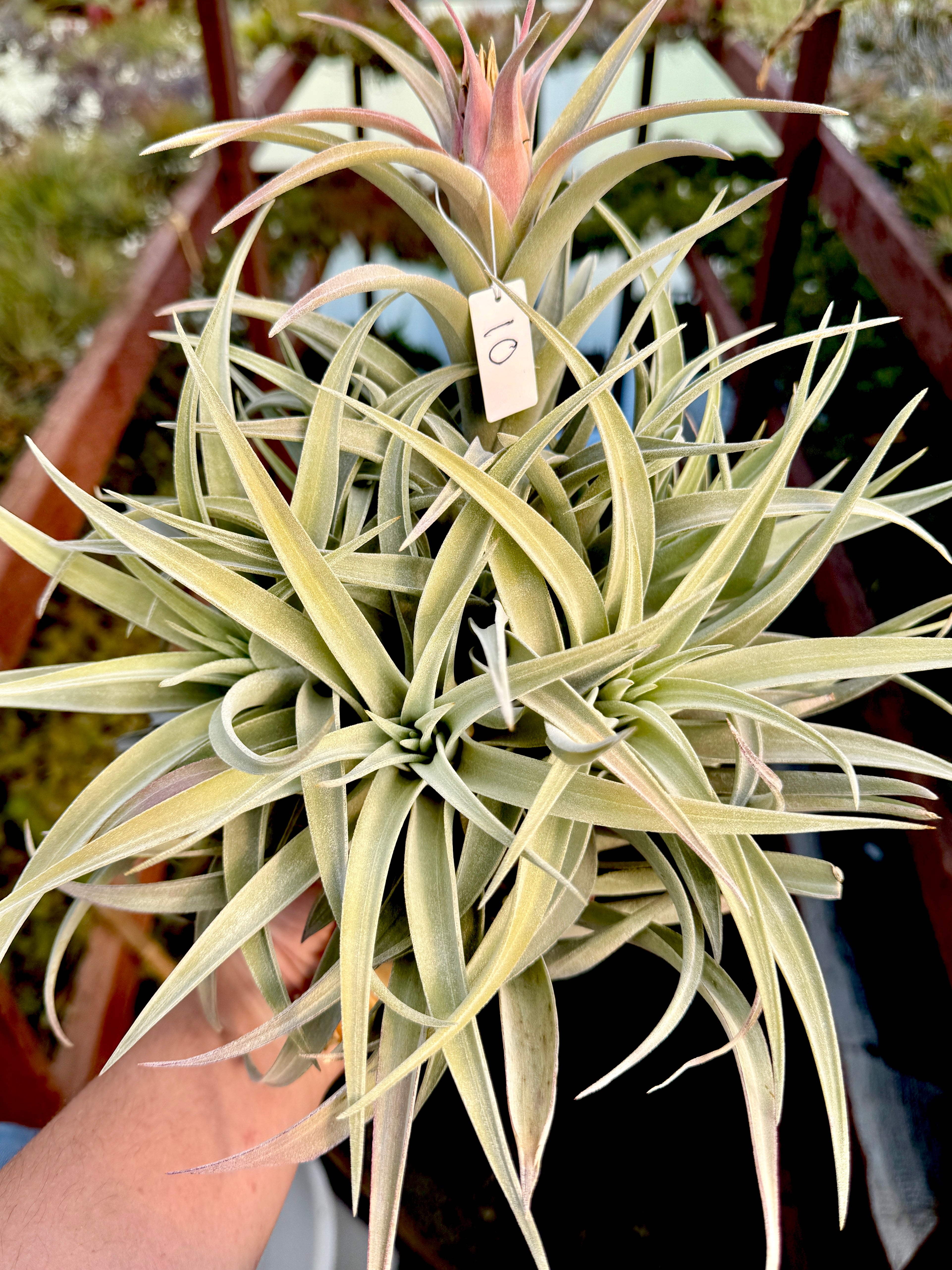 コレクターズスペシャル(2018/11/23更新) – Air Plant Hub
