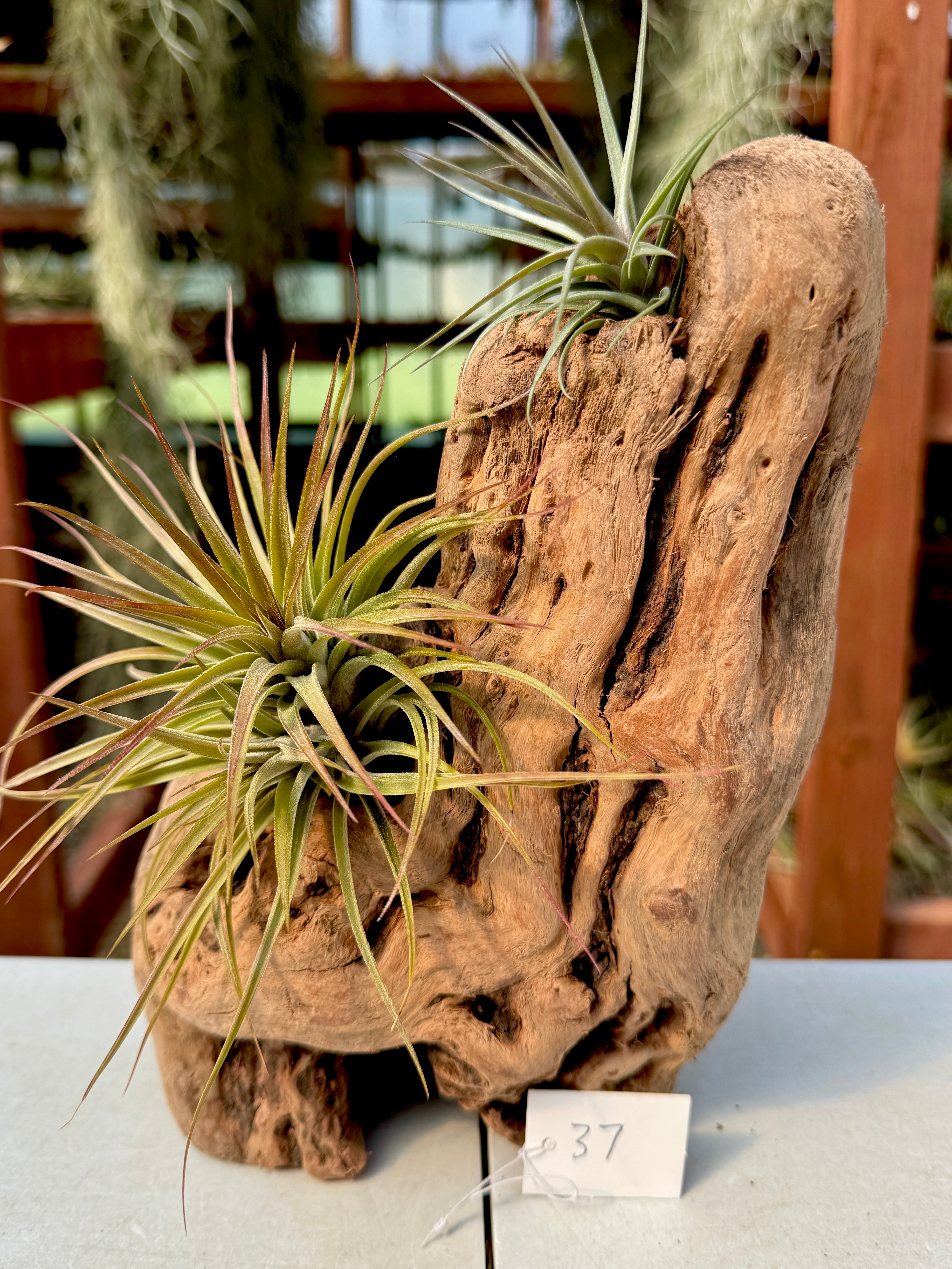 Grapewood Log + Premium Air Plant Display <br> (NEW Options Added 3/15/26)