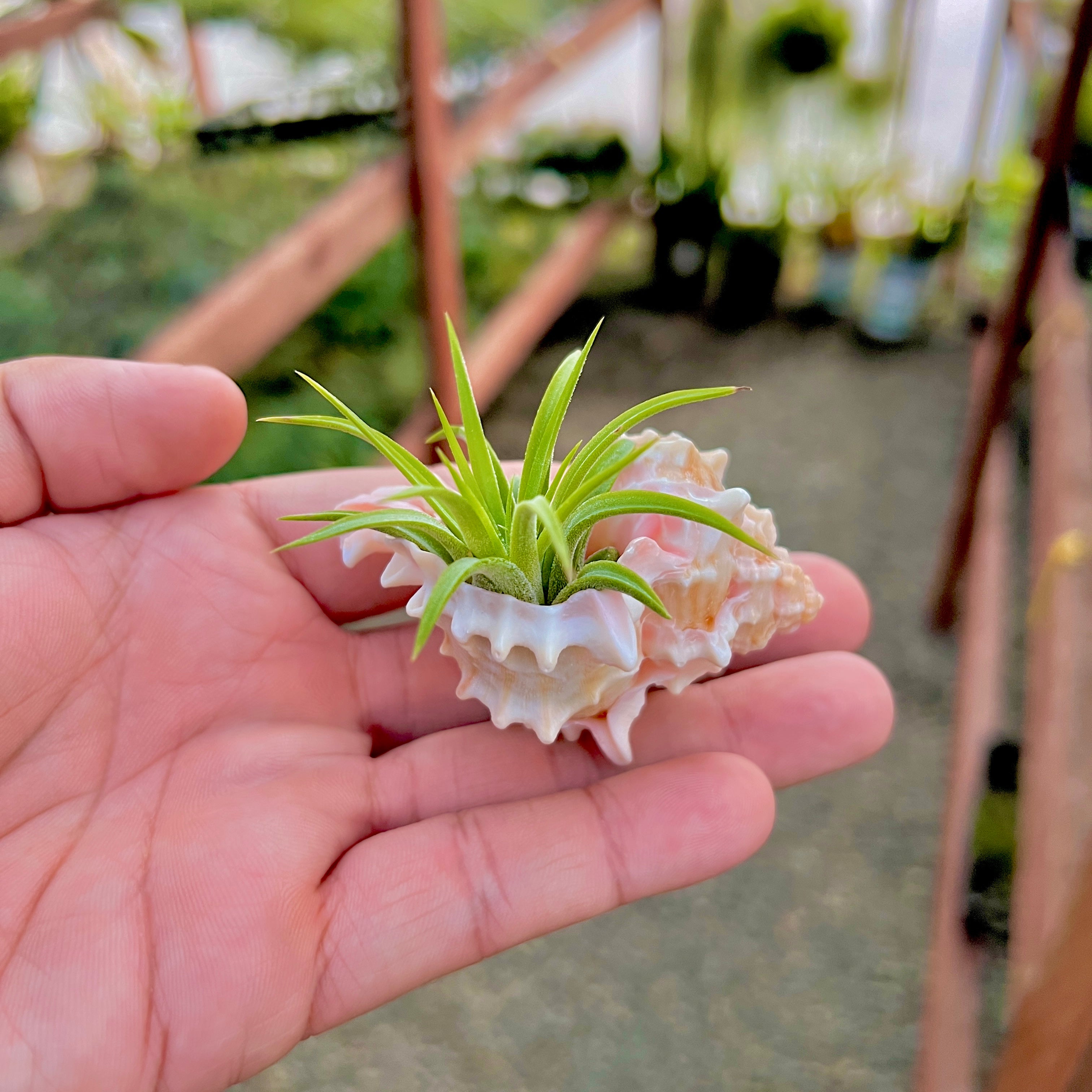 Pink Murex Shell Small + Air Plant