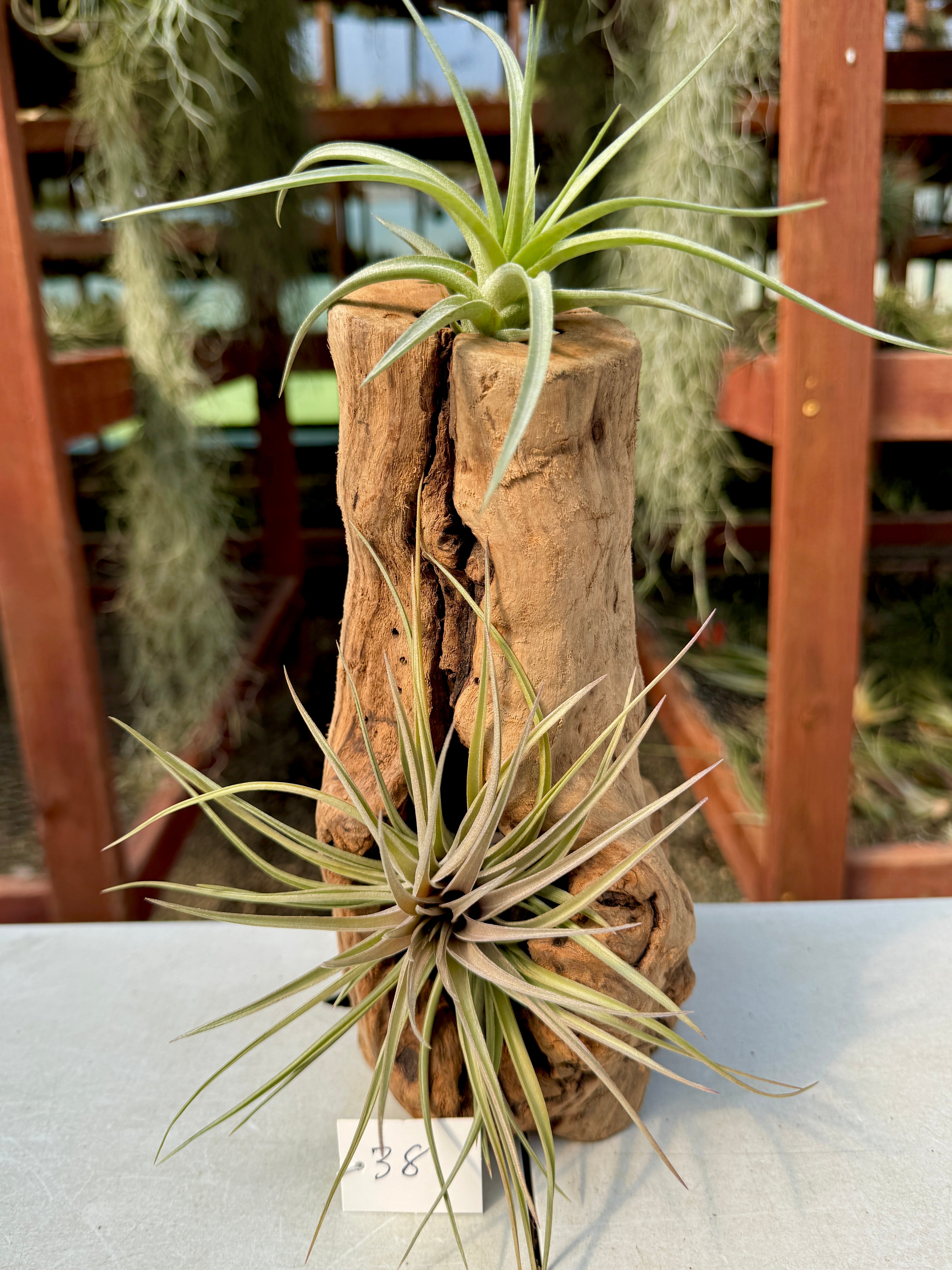 Grapewood Log + Premium Air Plant Display <br> (NEW Options Added 3/15/26)
