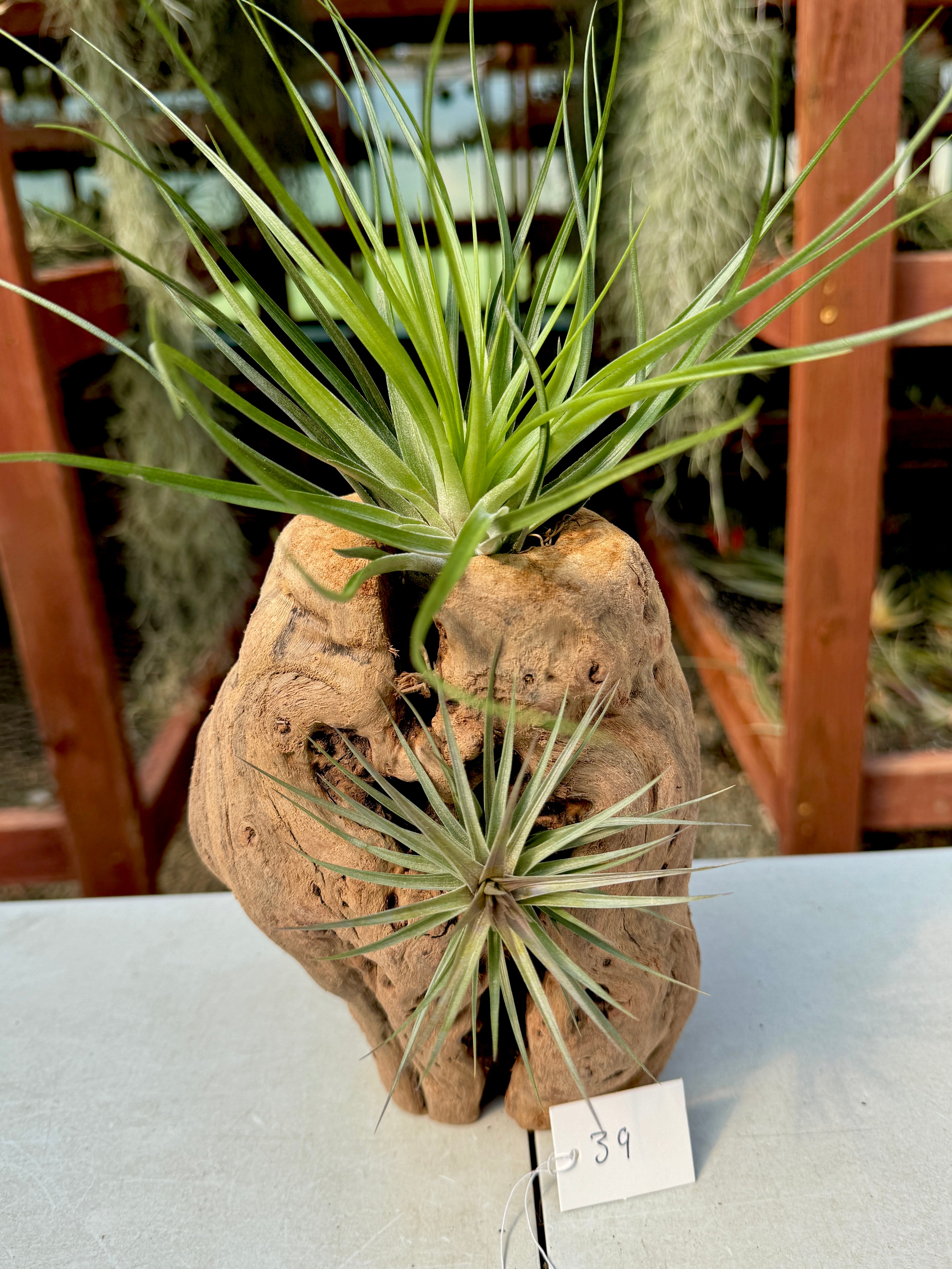 Grapewood Log + Premium Air Plant Display <br> (NEW Options Added 3/15/26)