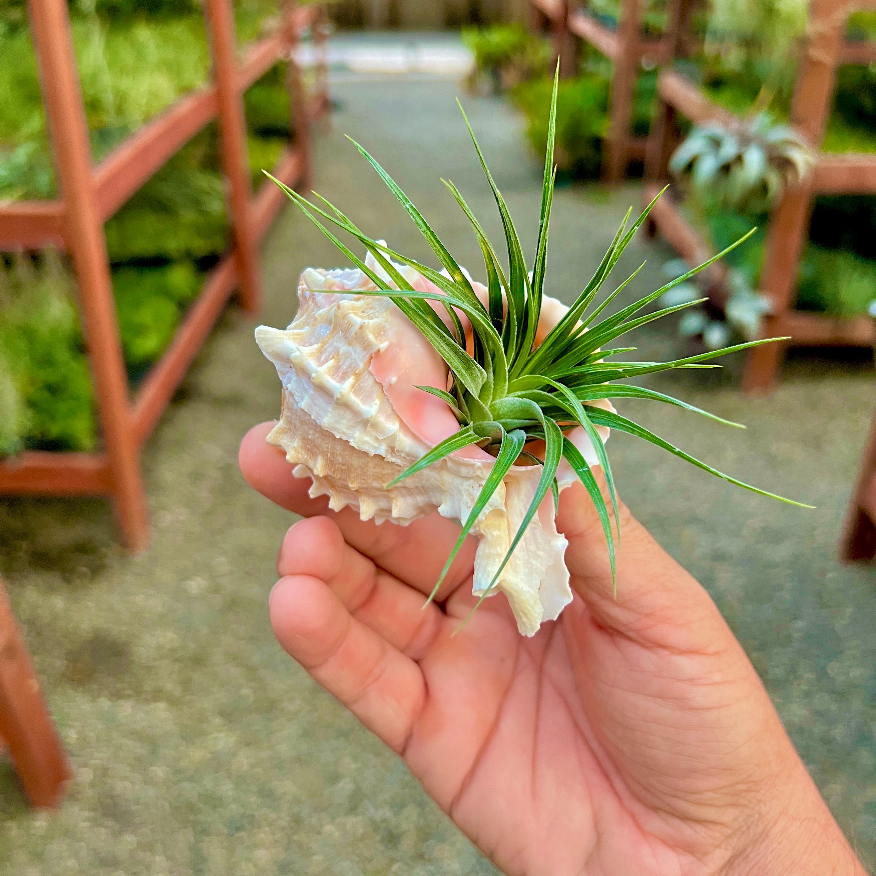 Air Plant Hub ラウンド ダイカット ステッカー 3 インチ x 3 インチ