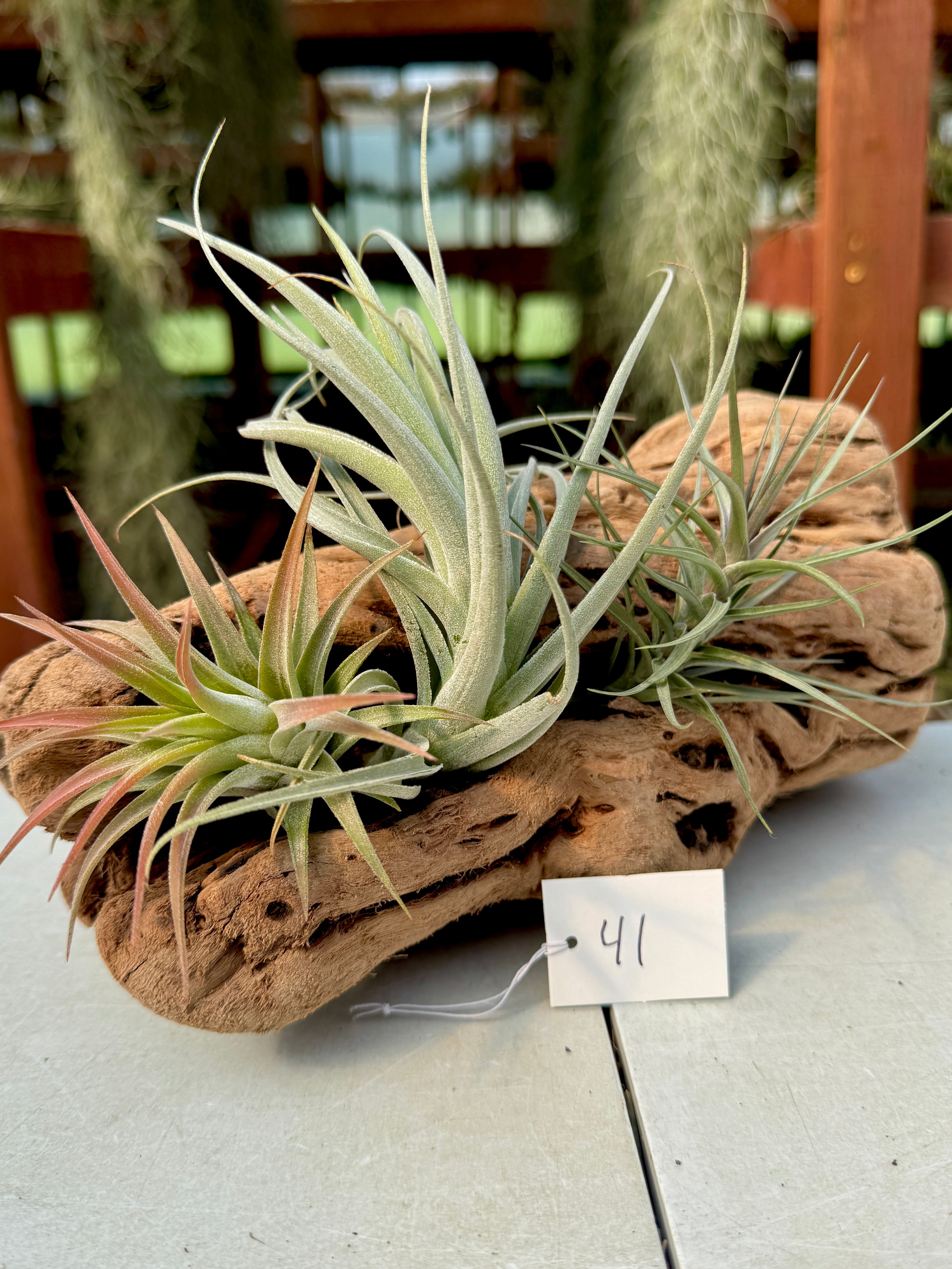 Grapewood Log + Premium Air Plant Display <br> (NEW Options Added 3/15/26)