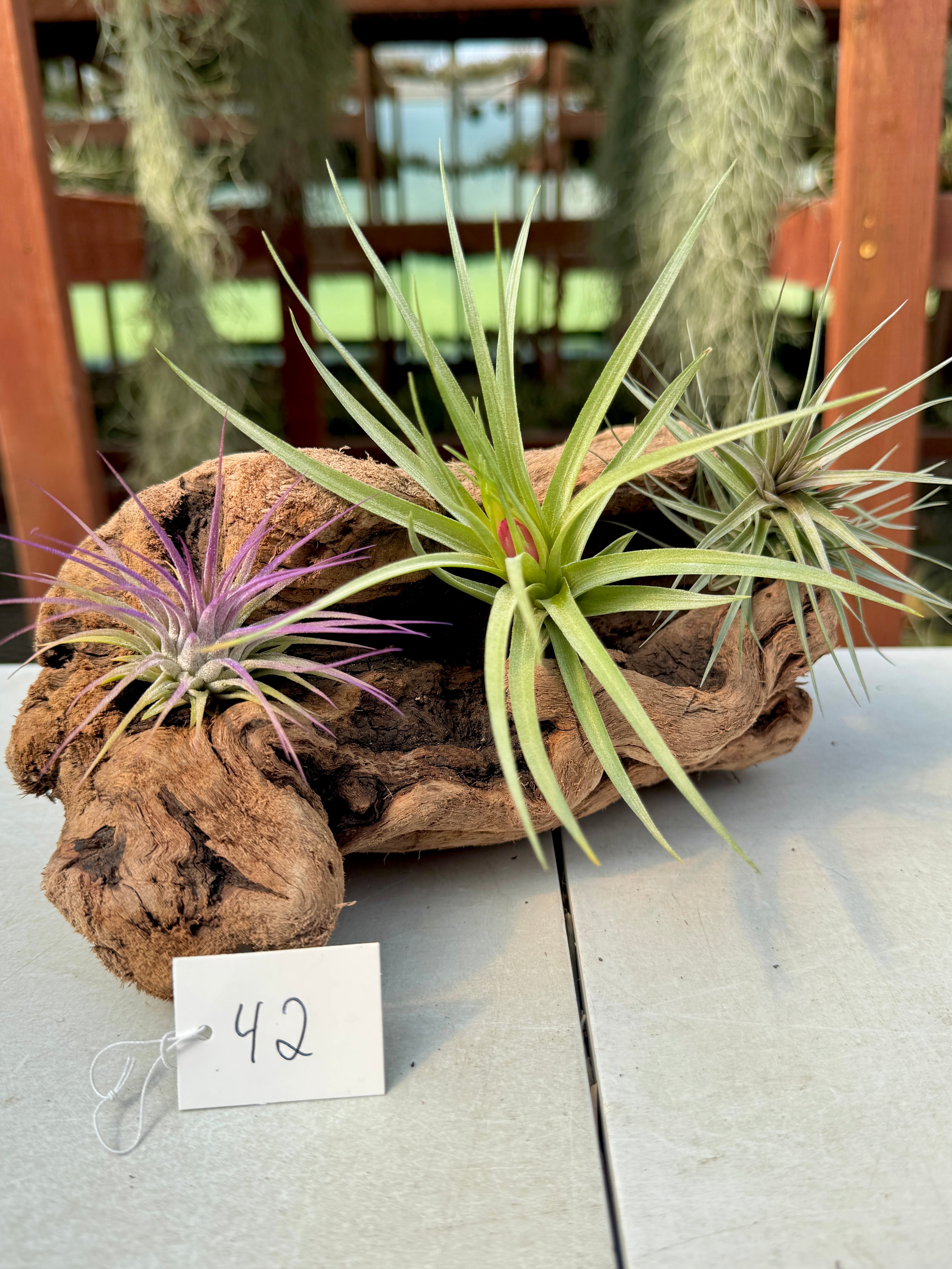 Grapewood Log + Premium Air Plant Display <br> (NEW Options Added 3/15/26)