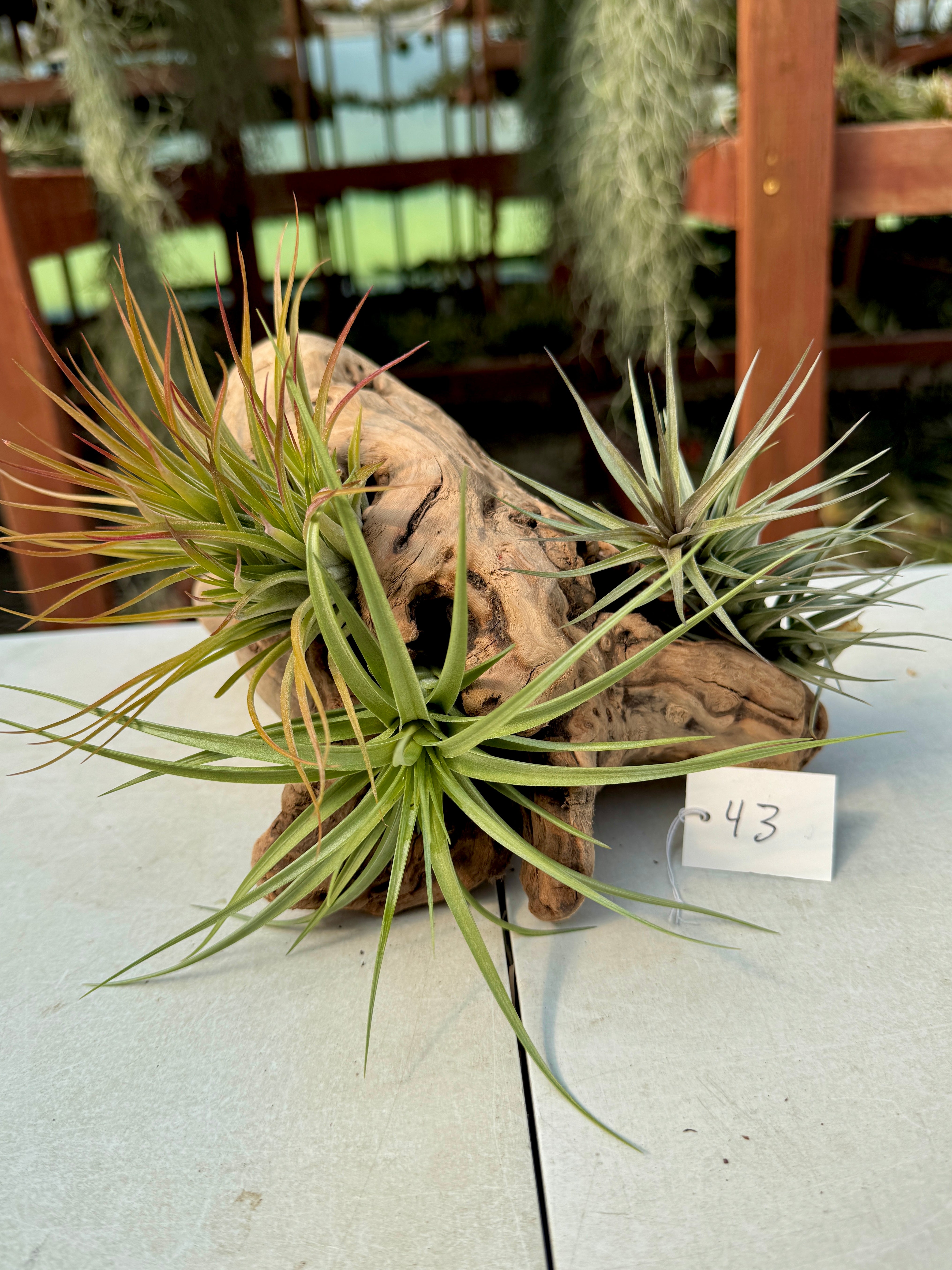 Grapewood Log + Premium Air Plant Display <br> (NEW Options Added 3/15/26)