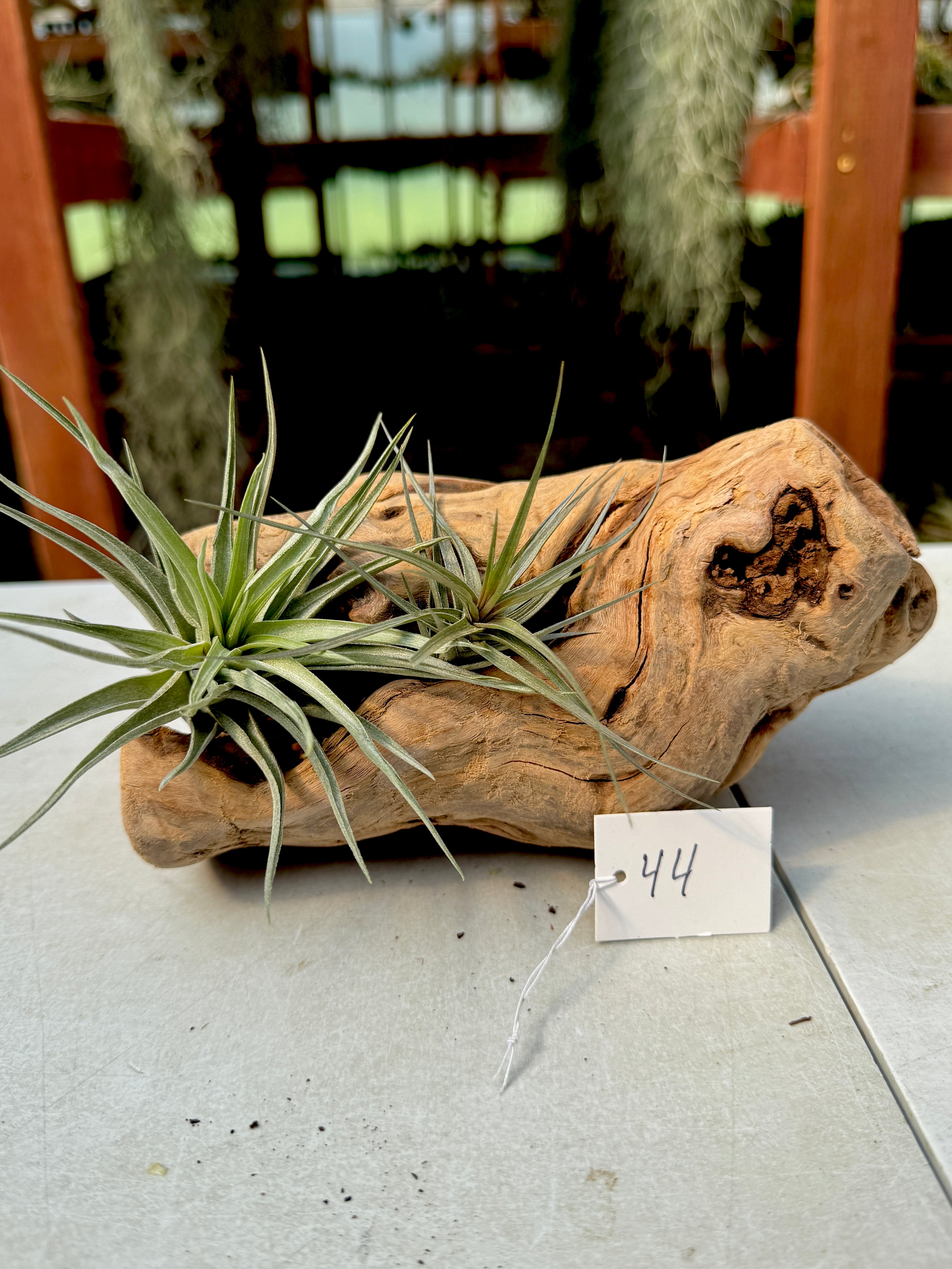 Grapewood Log + Premium Air Plant Display <br> (NEW Options Added 3/15/26)