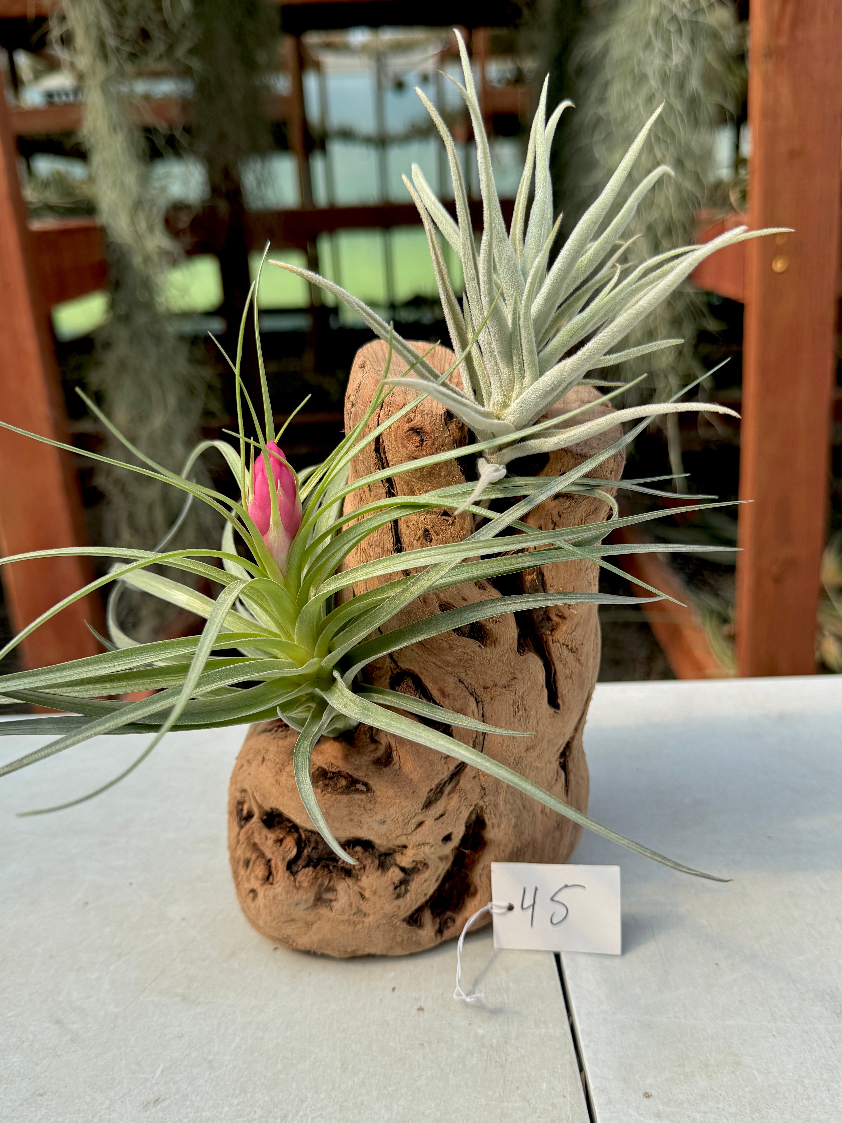 Grapewood Log + Premium Air Plant Display <br> (NEW Options Added 3/15/26)