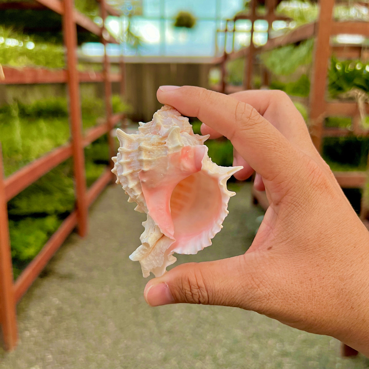 Pink Murex Shell Regular – Air Plant Hub