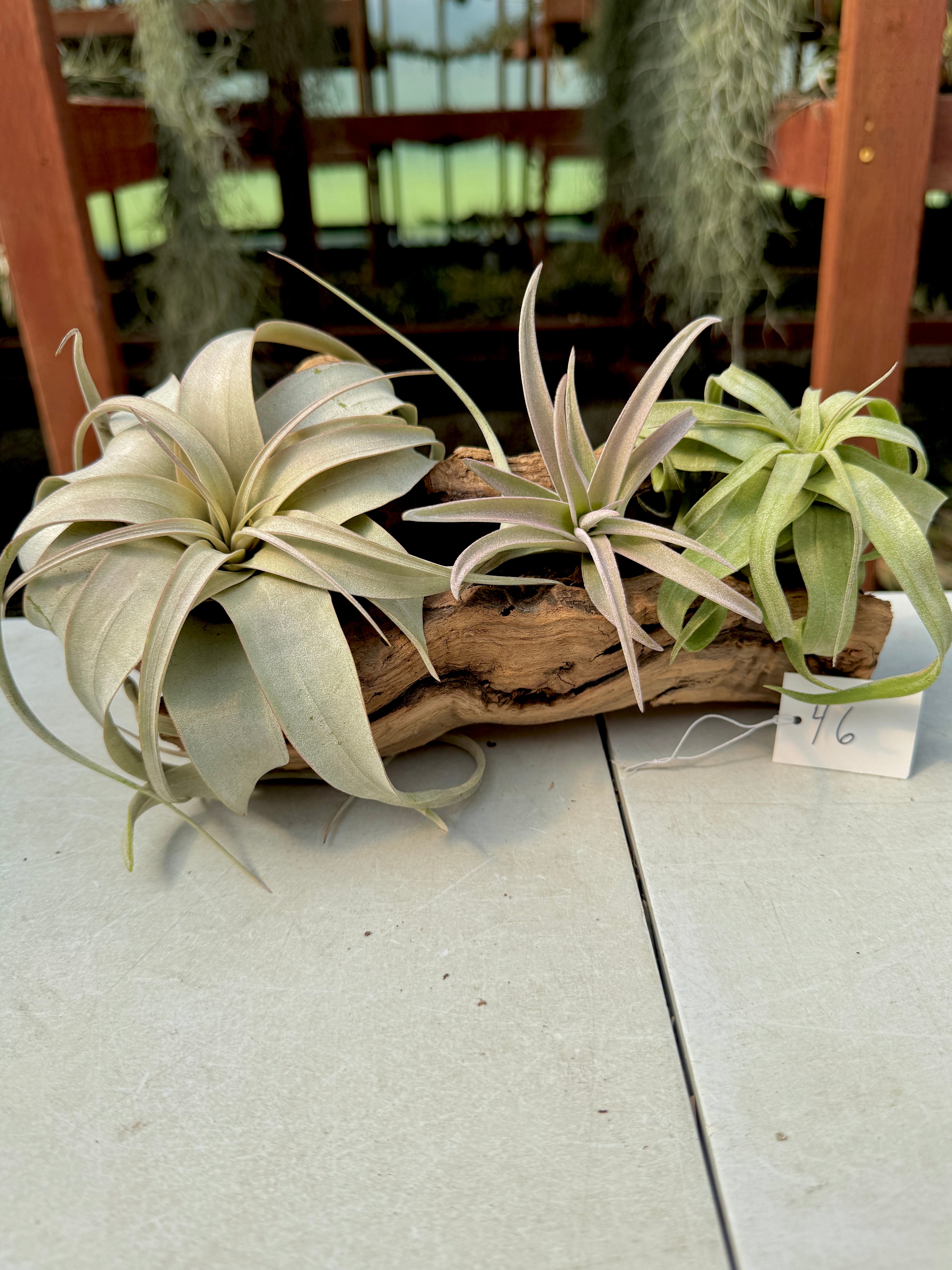 Grapewood Log + Premium Air Plant Display <br> (NEW Options Added 3/15/26)