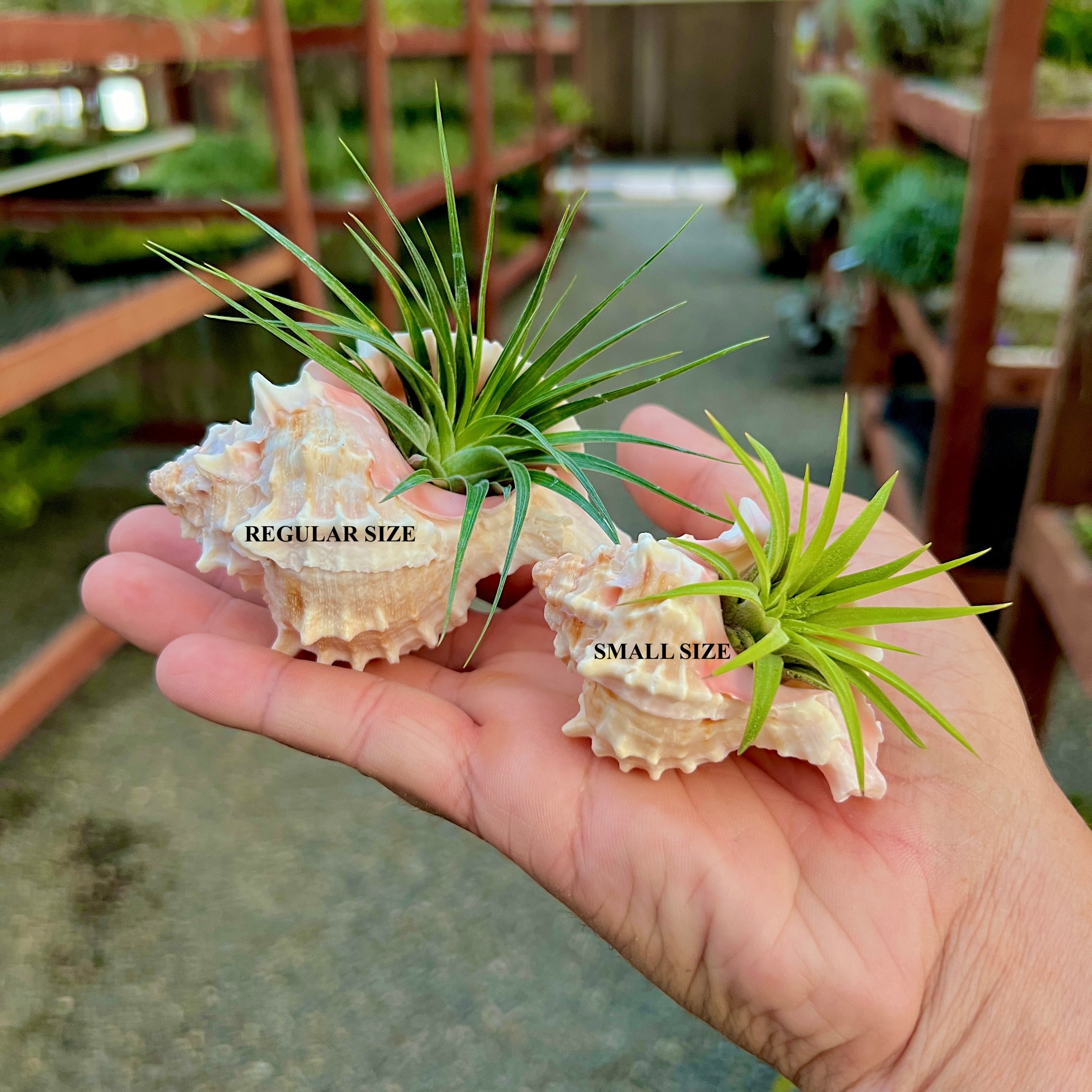 Pink Murex Shell Small + Air Plant