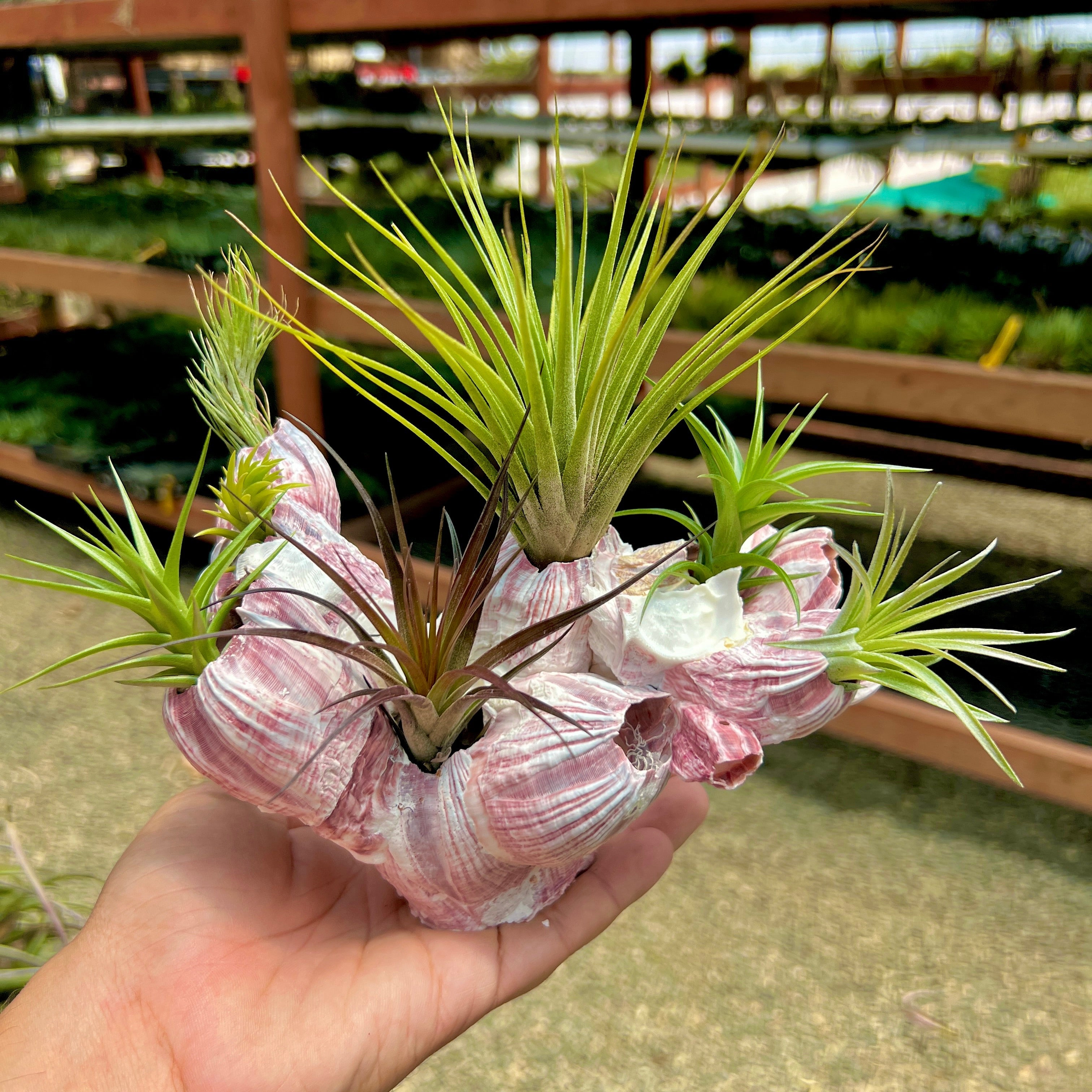 Air Plant Hub ラウンド ダイカット ステッカー 3 インチ x 3 インチ