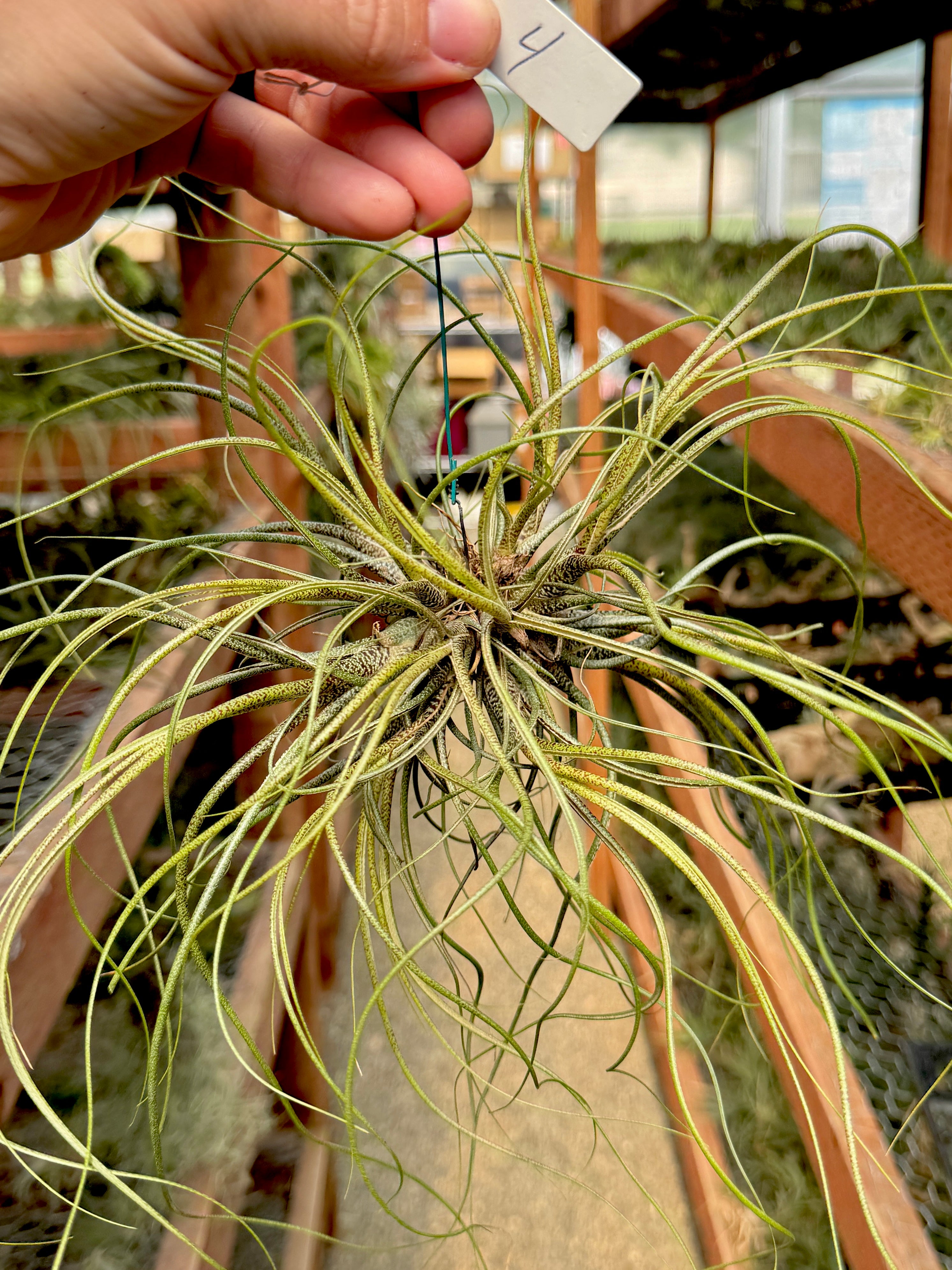 Butzii Hanging Clump <br> (Exact Plant Pictured)