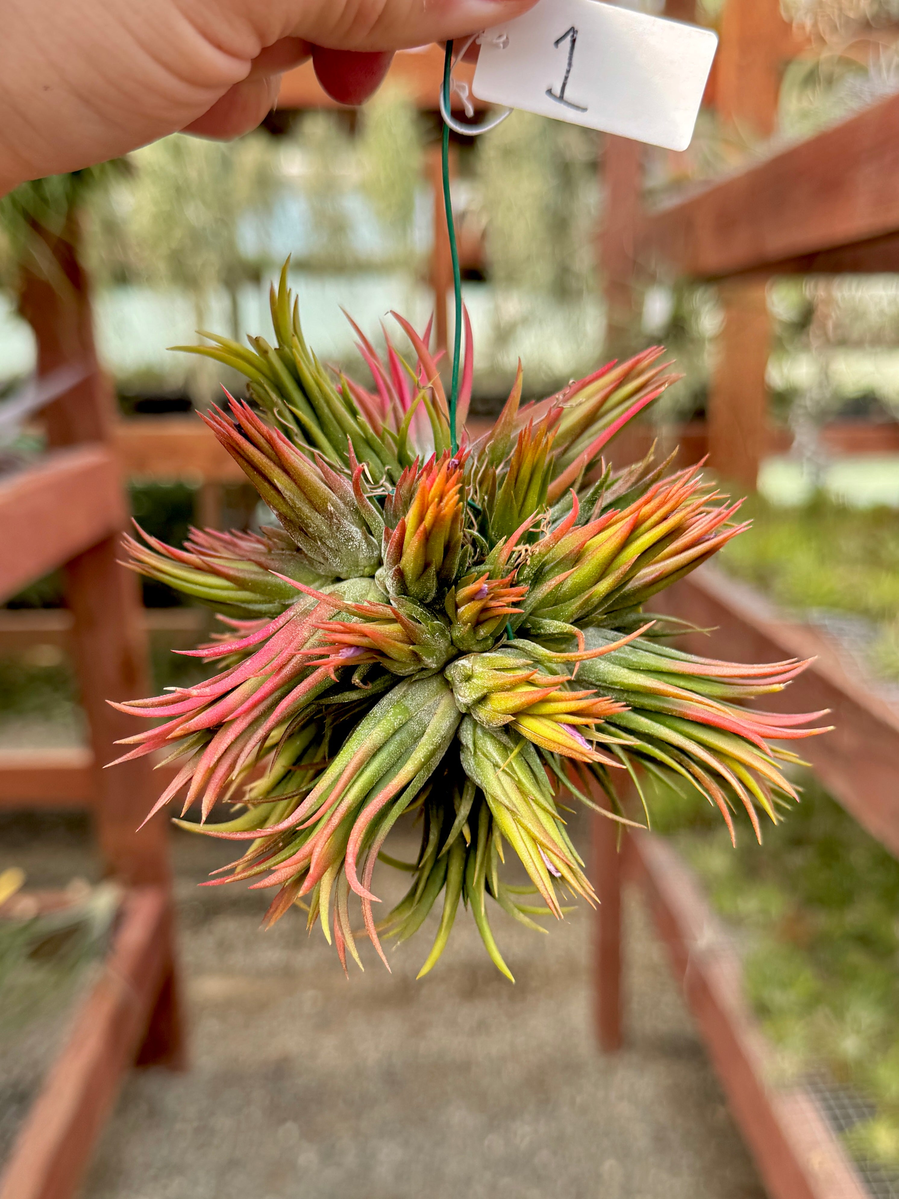 Ionantha Hanging Specimen APH TOP PICKS (Select Exact Plant Pictured)
