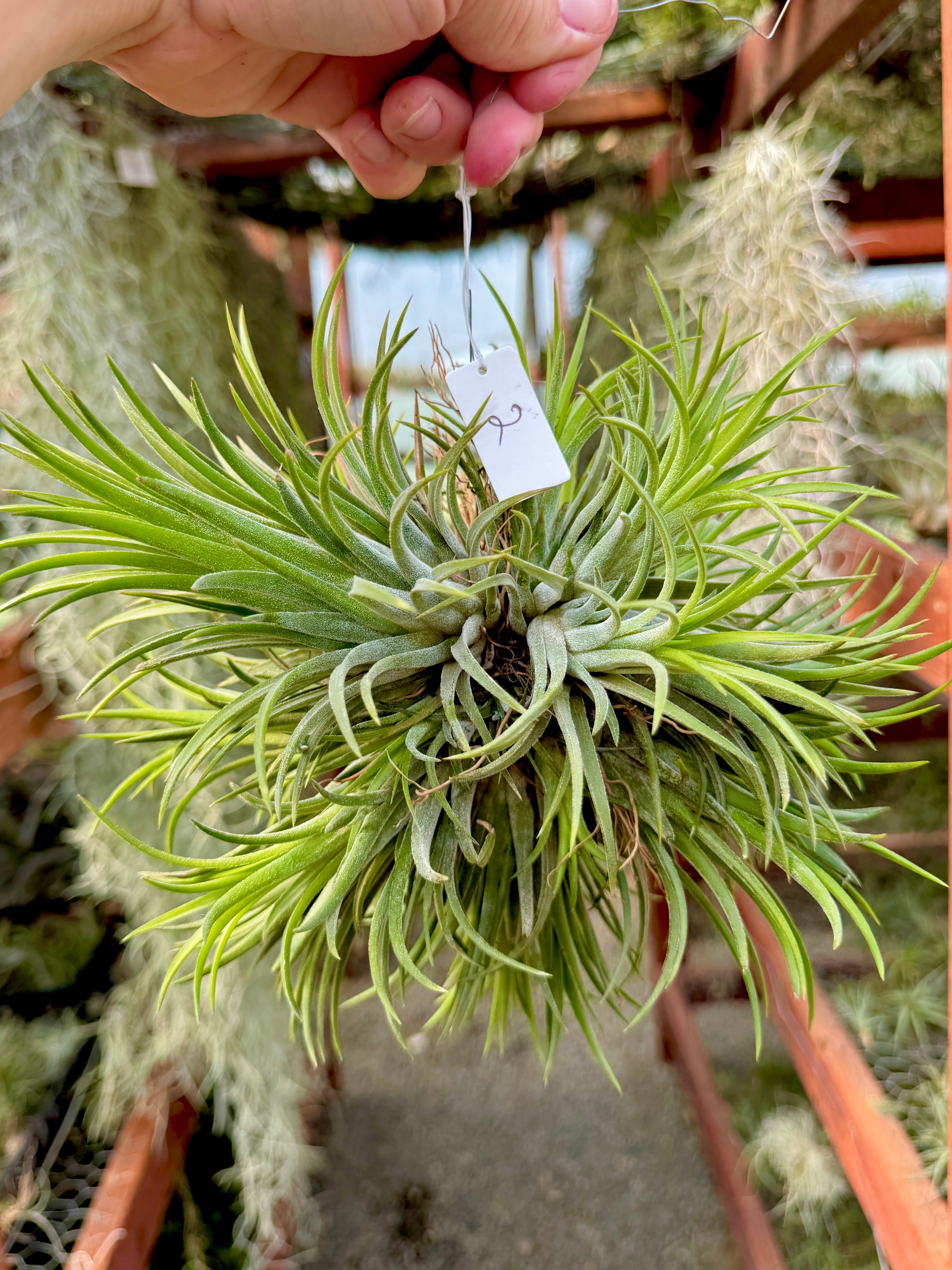 Ionantha Hanging Specimen APH TOP PICKS (Select Exact Plant Pictured)